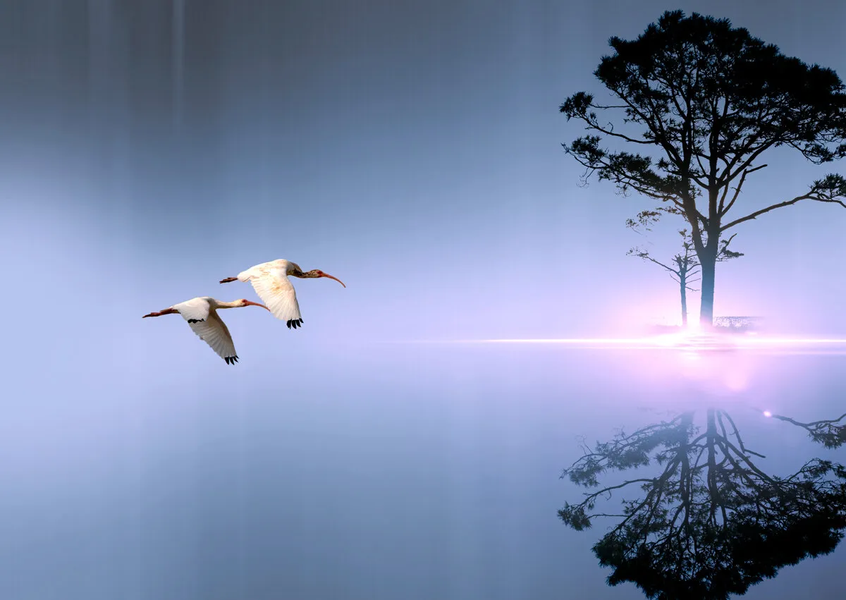Into the Ibis