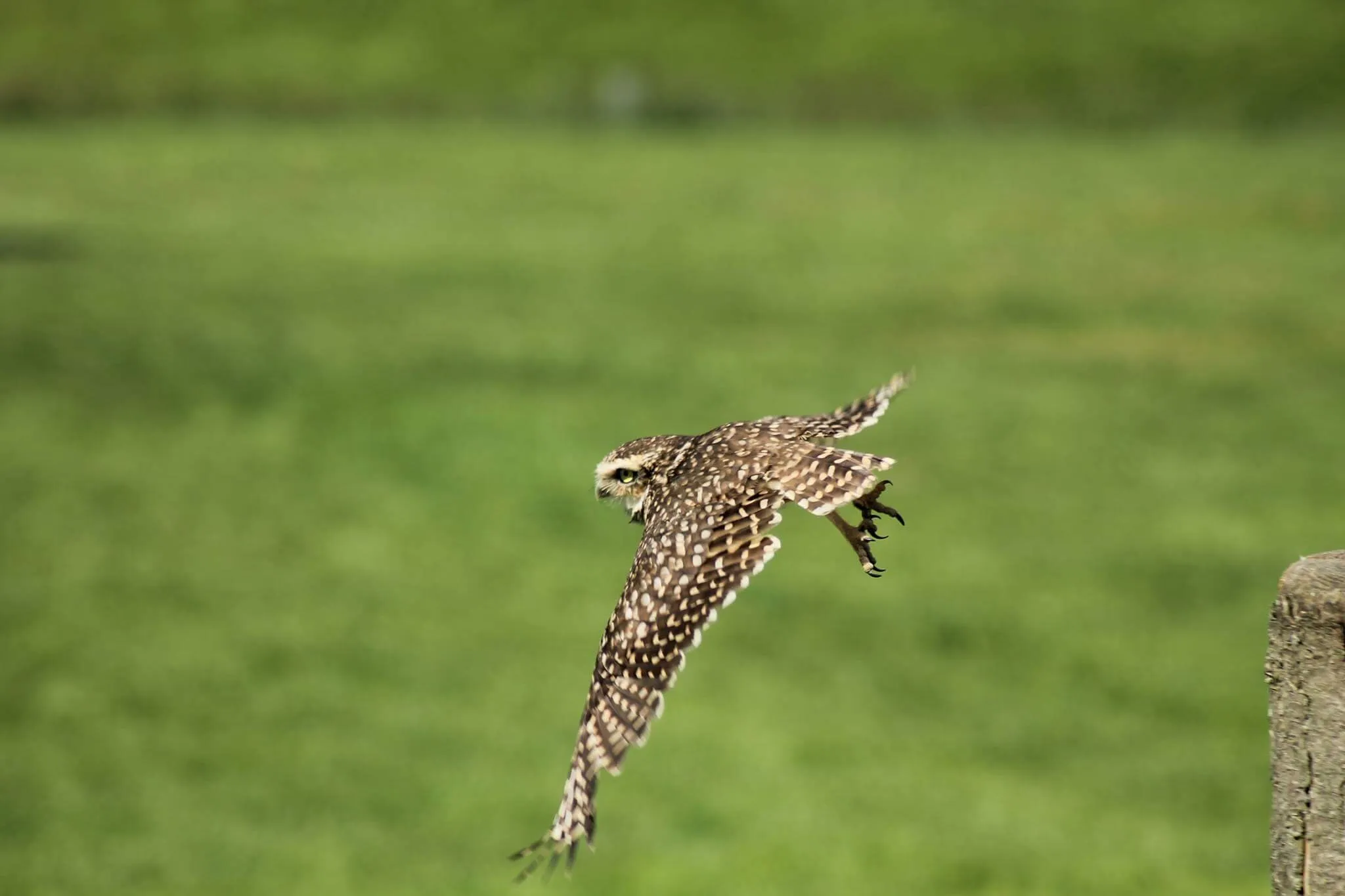 Burrowing owl in flight