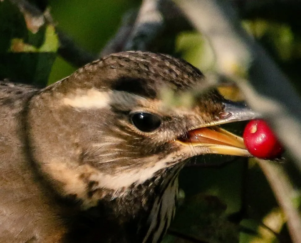 Having a Berry nice time