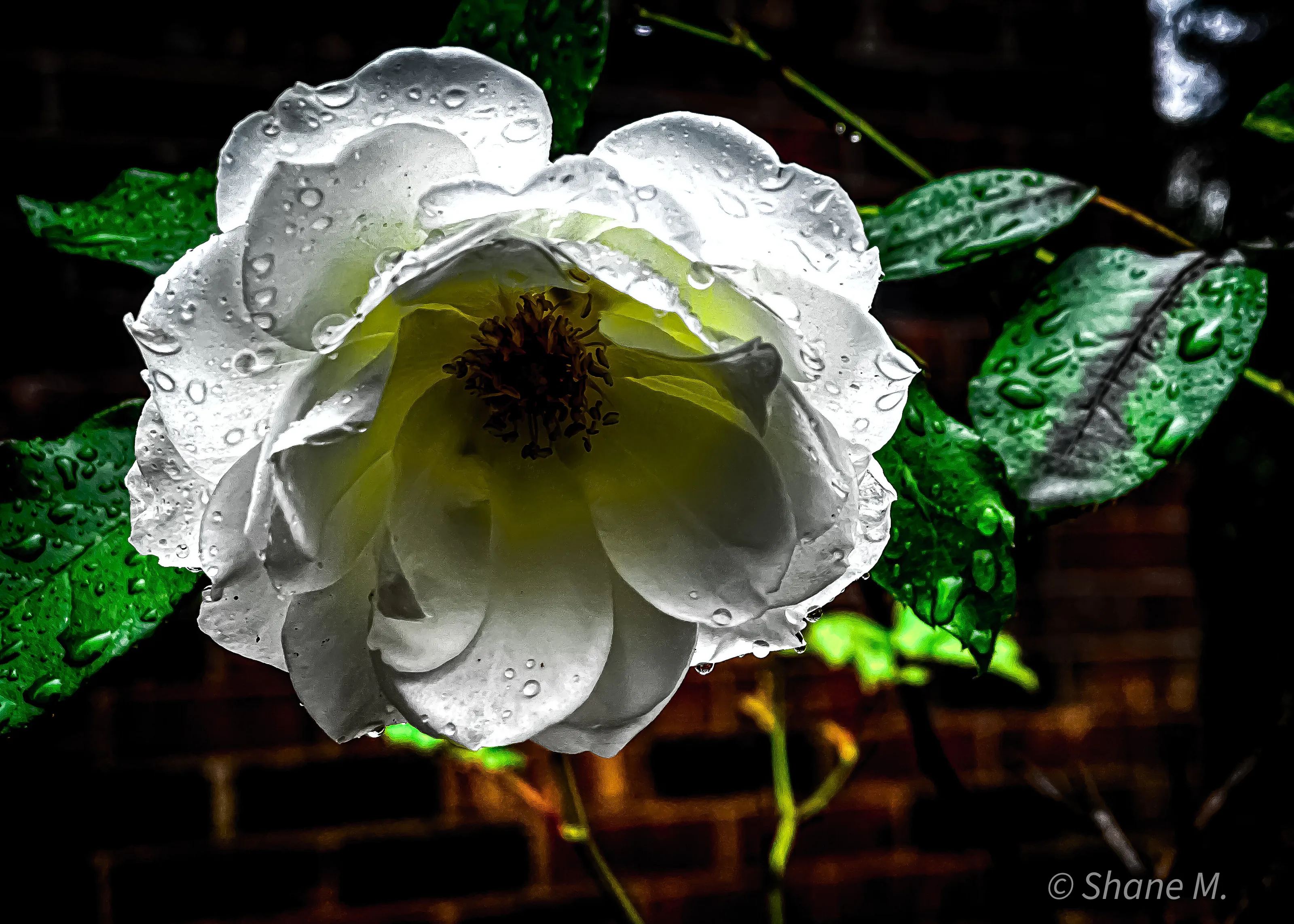 A White Rose