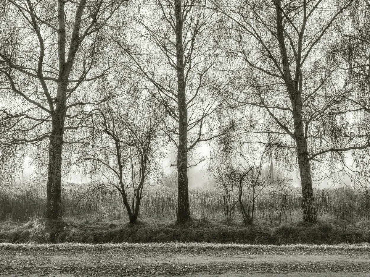 Entry 15056419