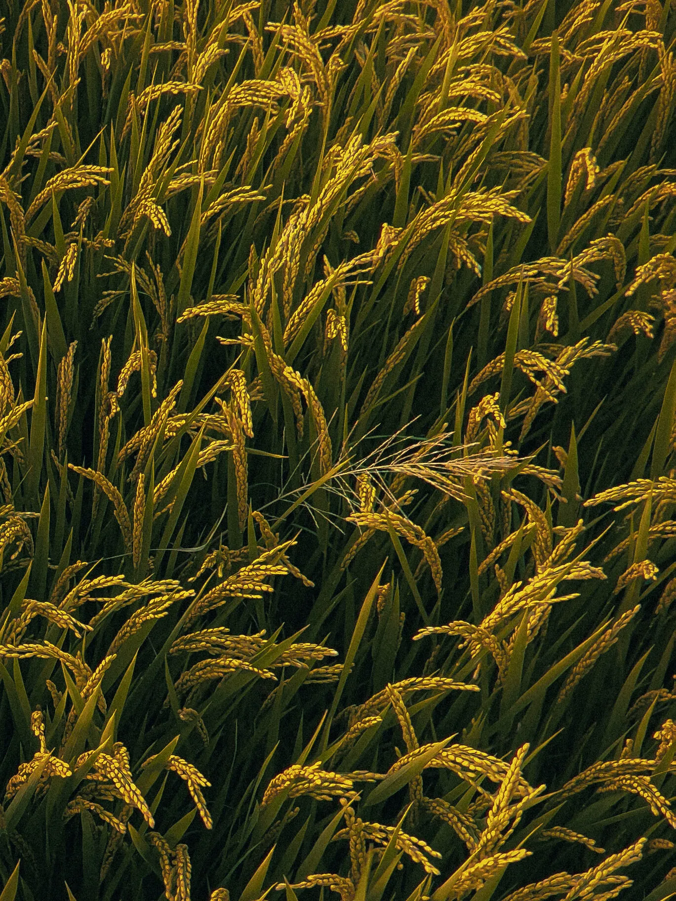 A Wheat Yield 🌾 .