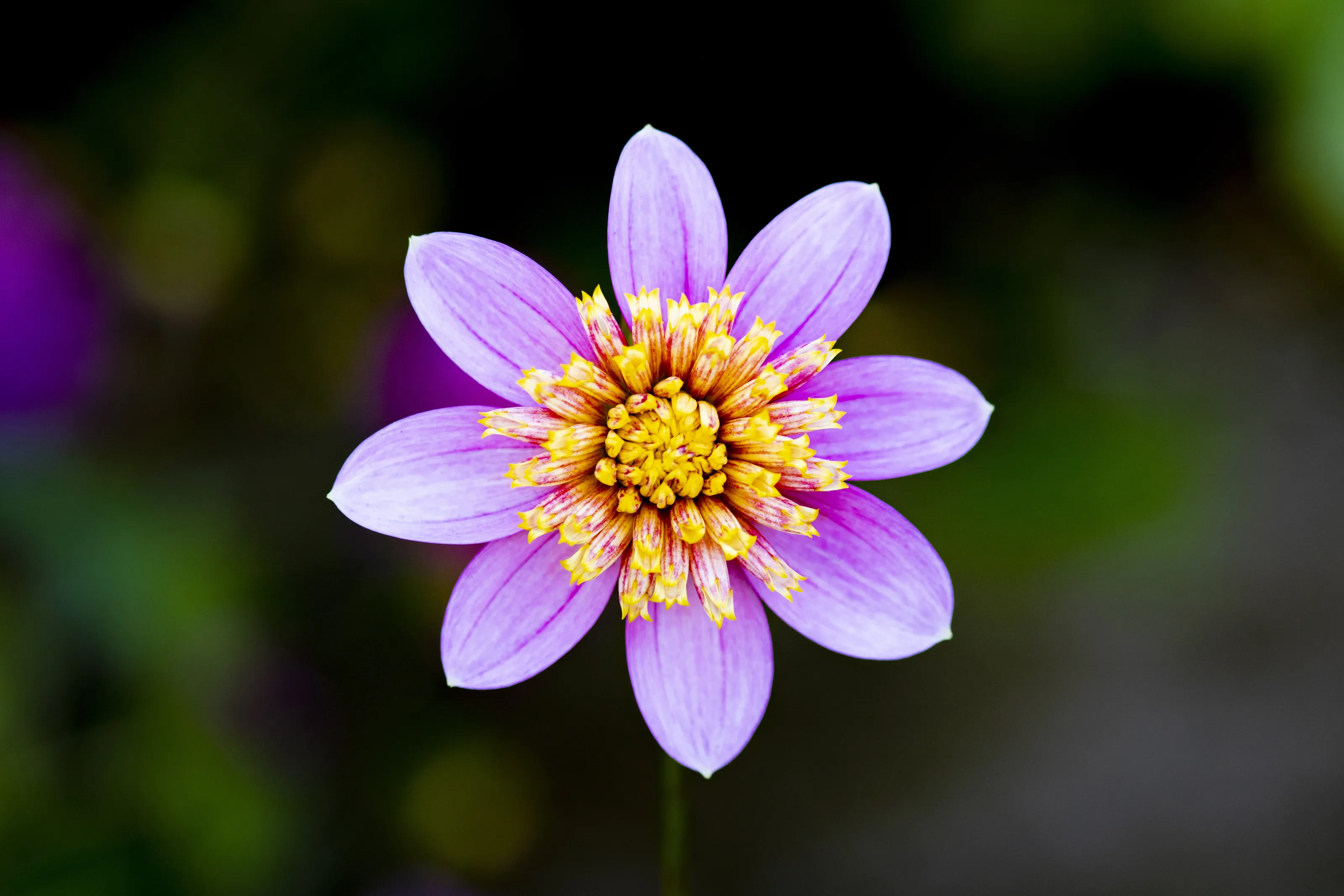 Single Dahlia