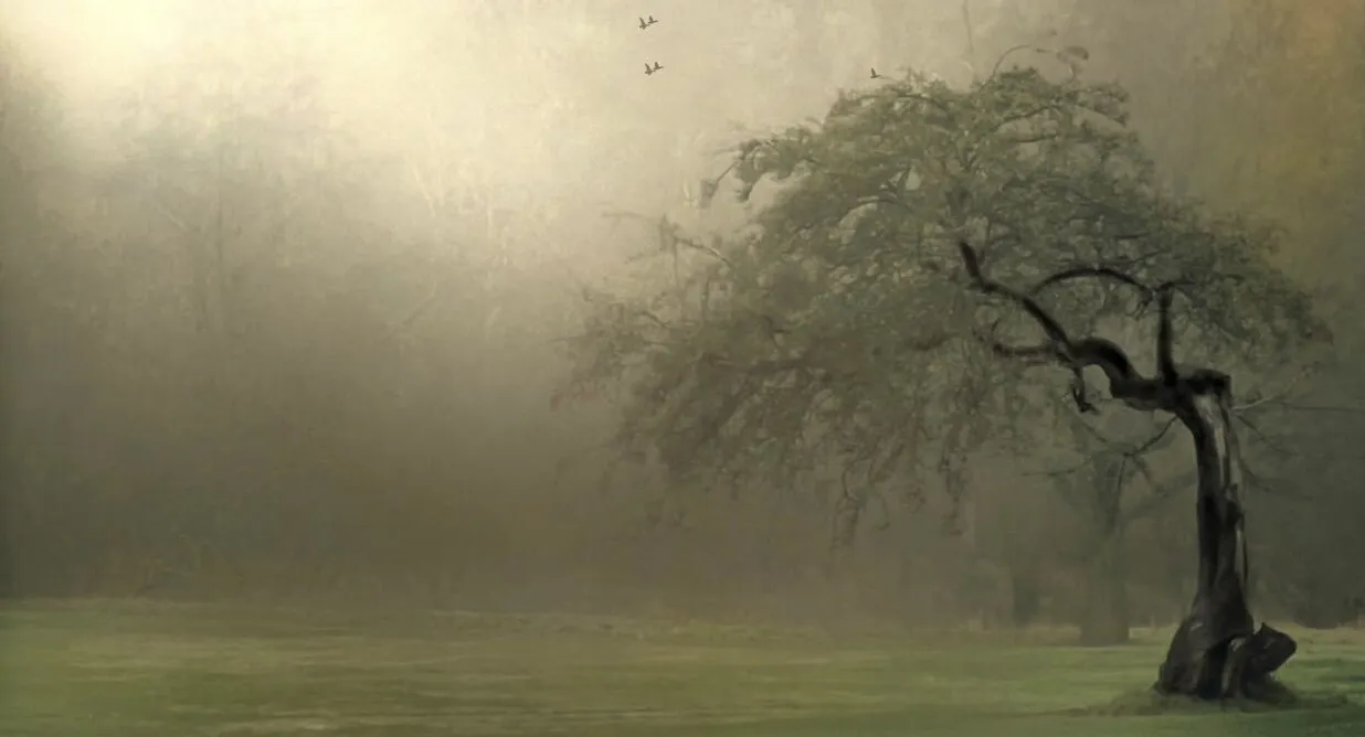 Misty morning