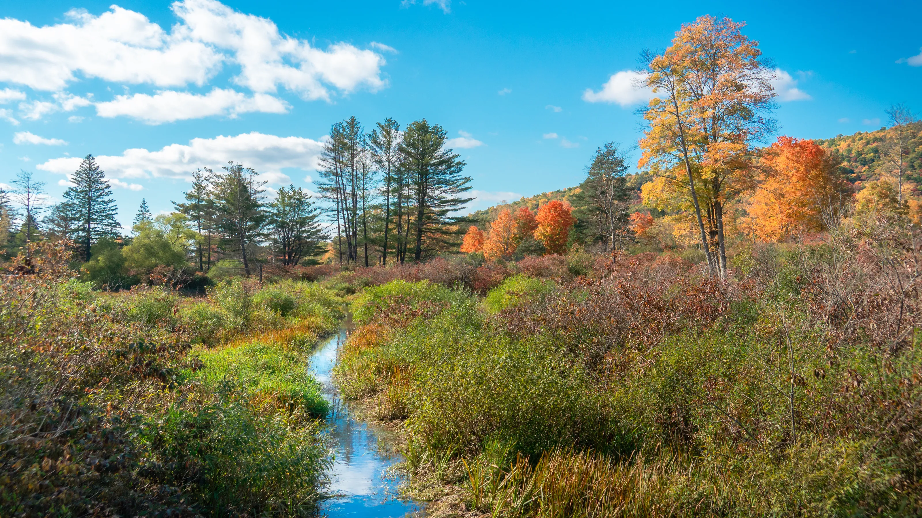 Creek in Autumn