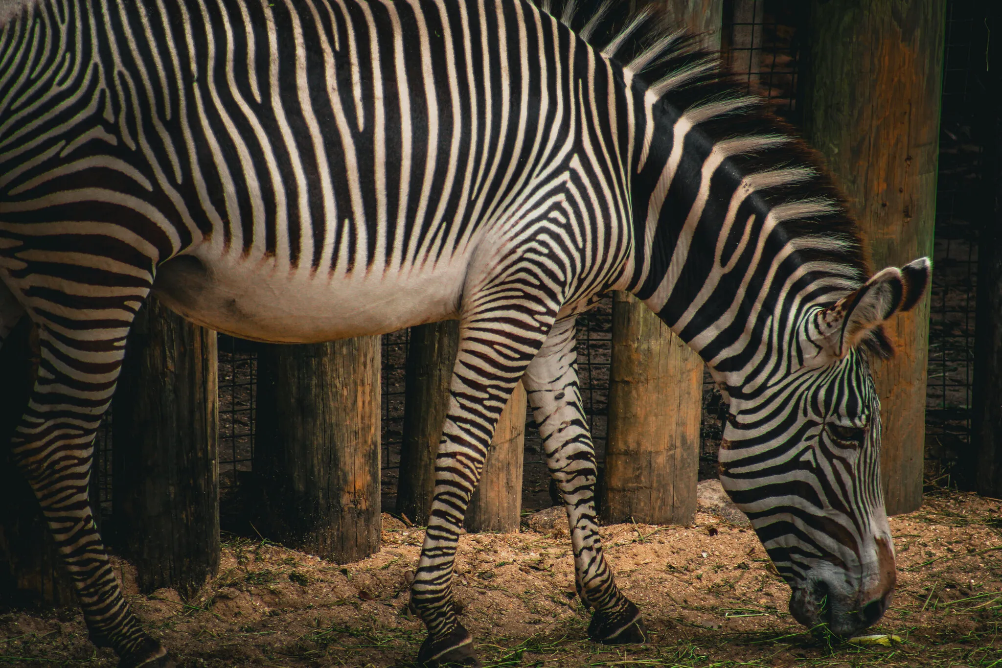 zebra