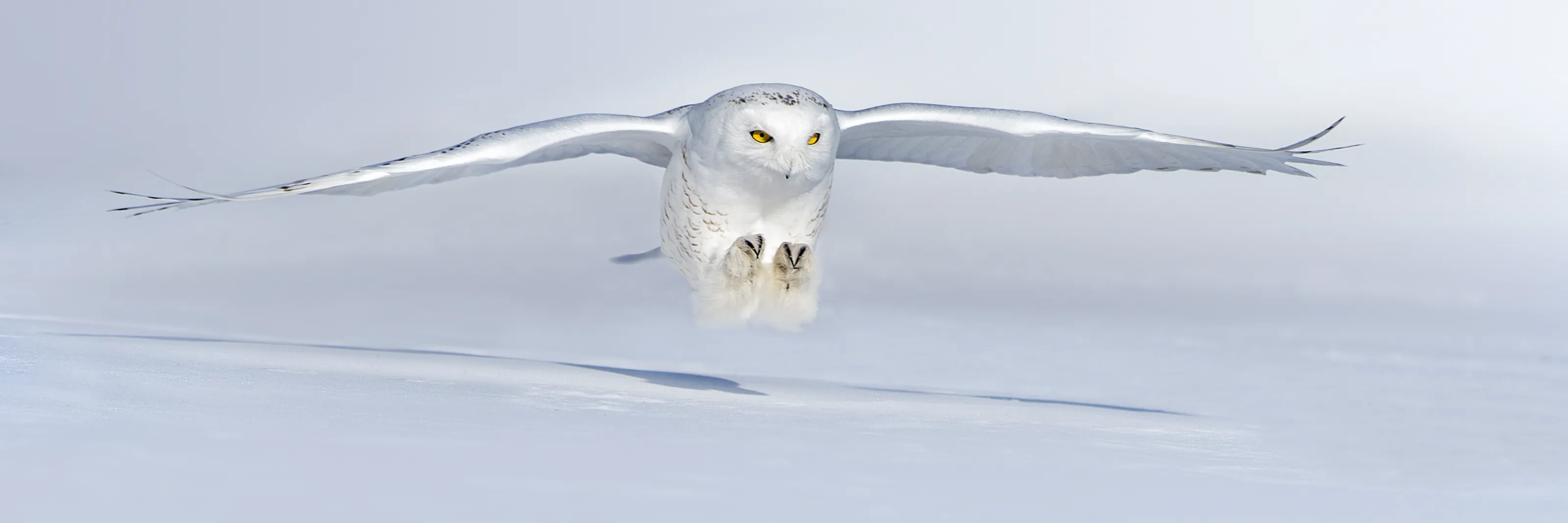 Blanc sur Blanc