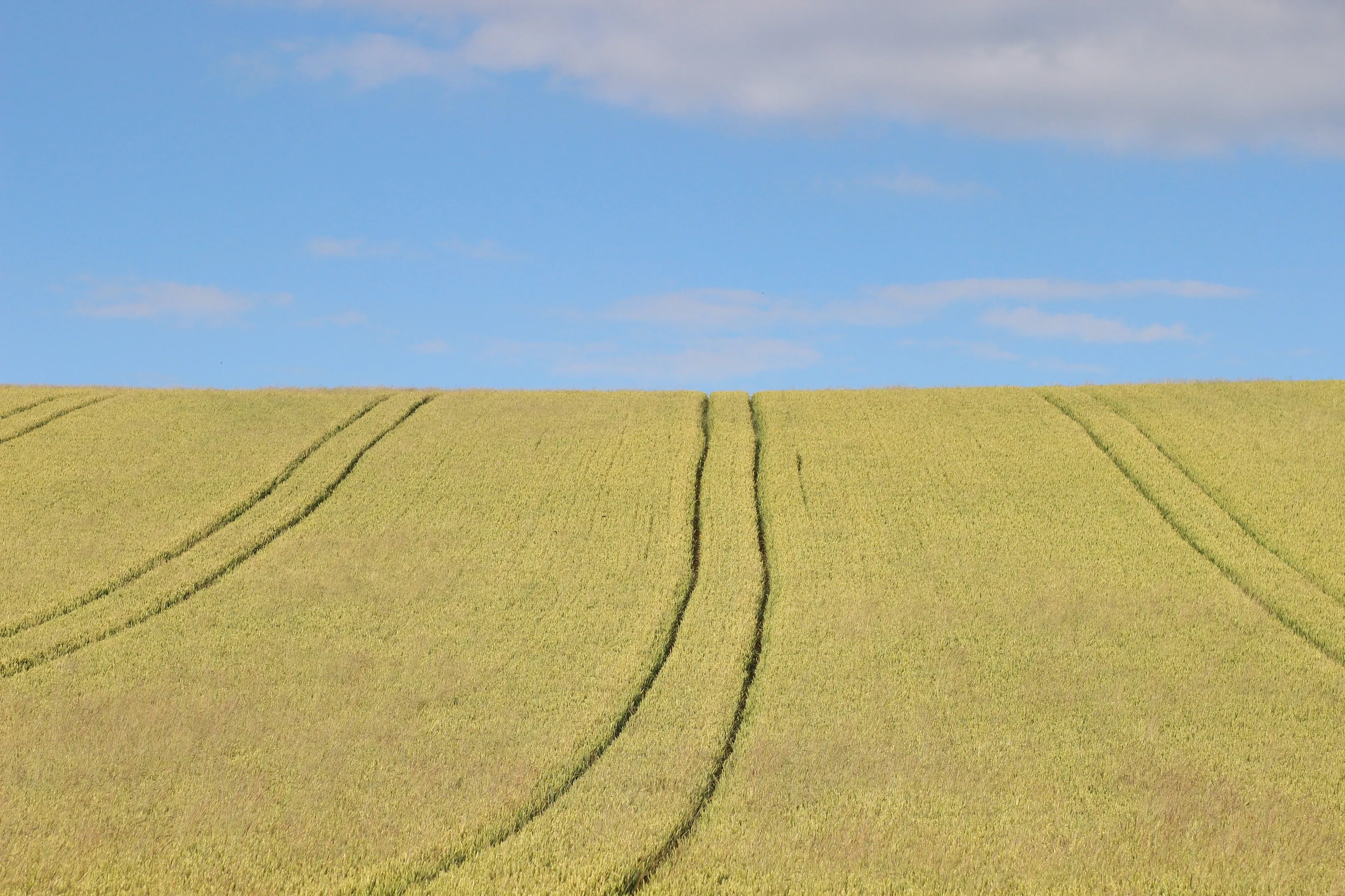 Wheat and sky