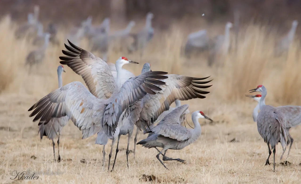 Sandhill Cranes