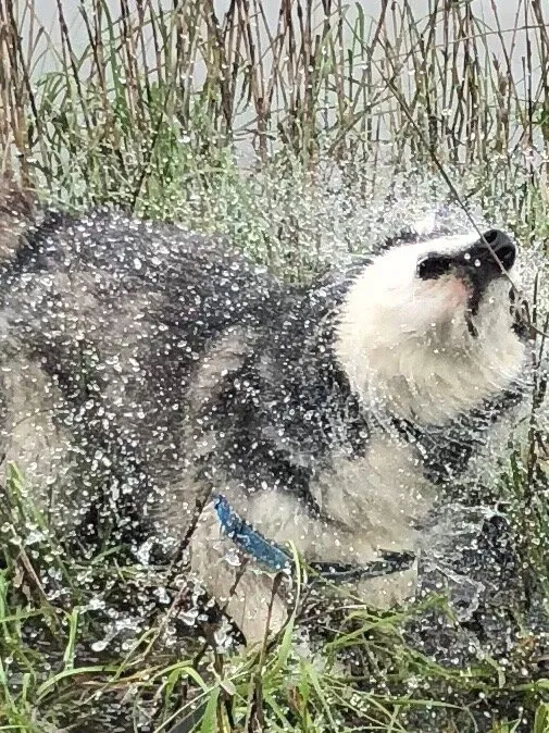 Banner image