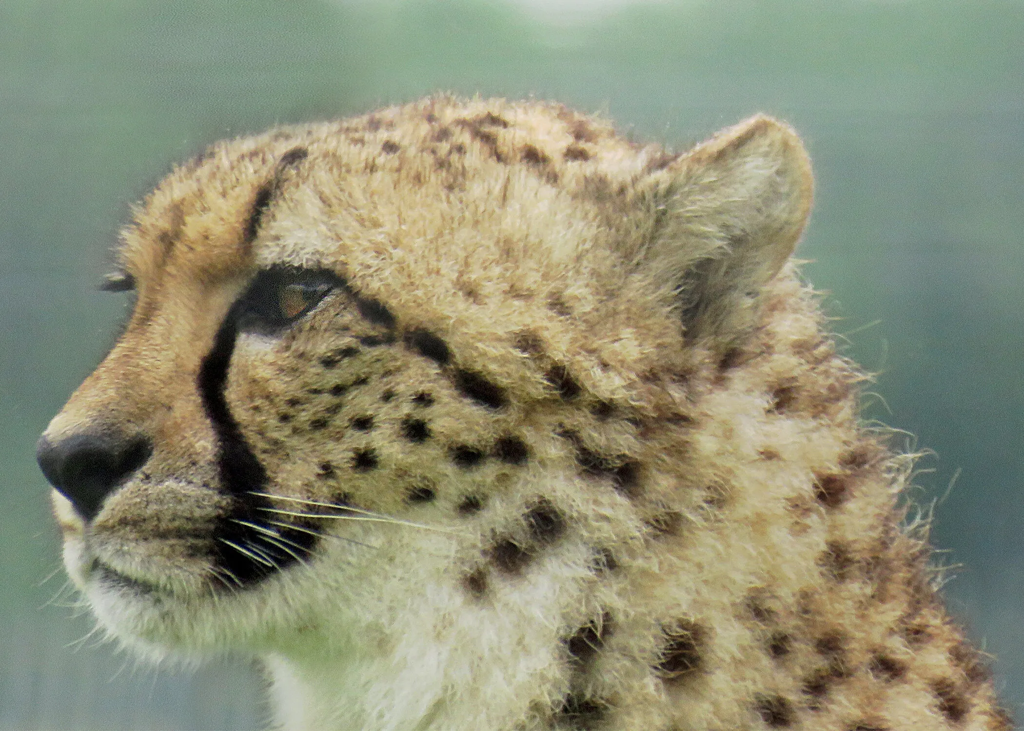 I Can See You