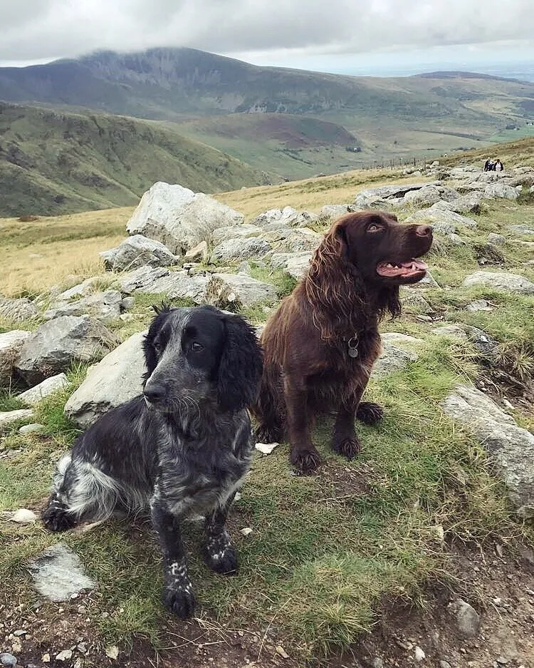 Snowdon spaniels