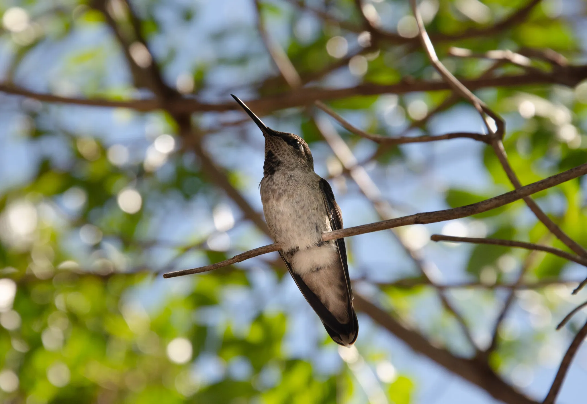 Humming Bird Perched