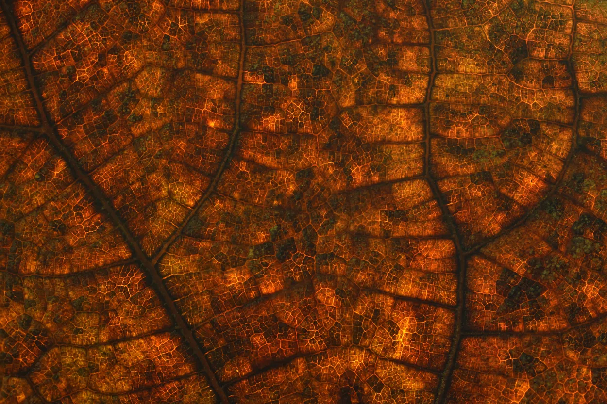 Veins of a leaf