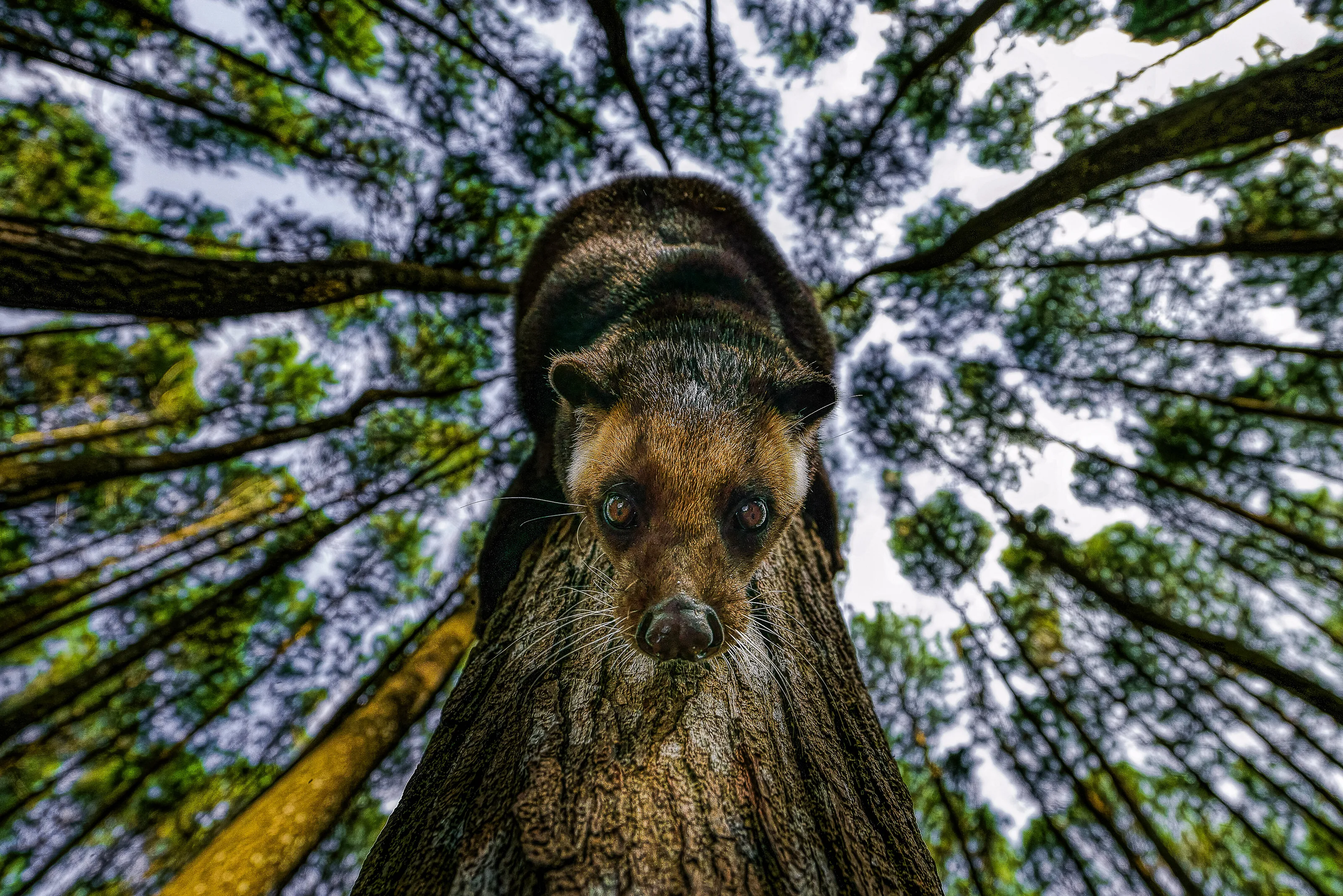 Moon Civet
