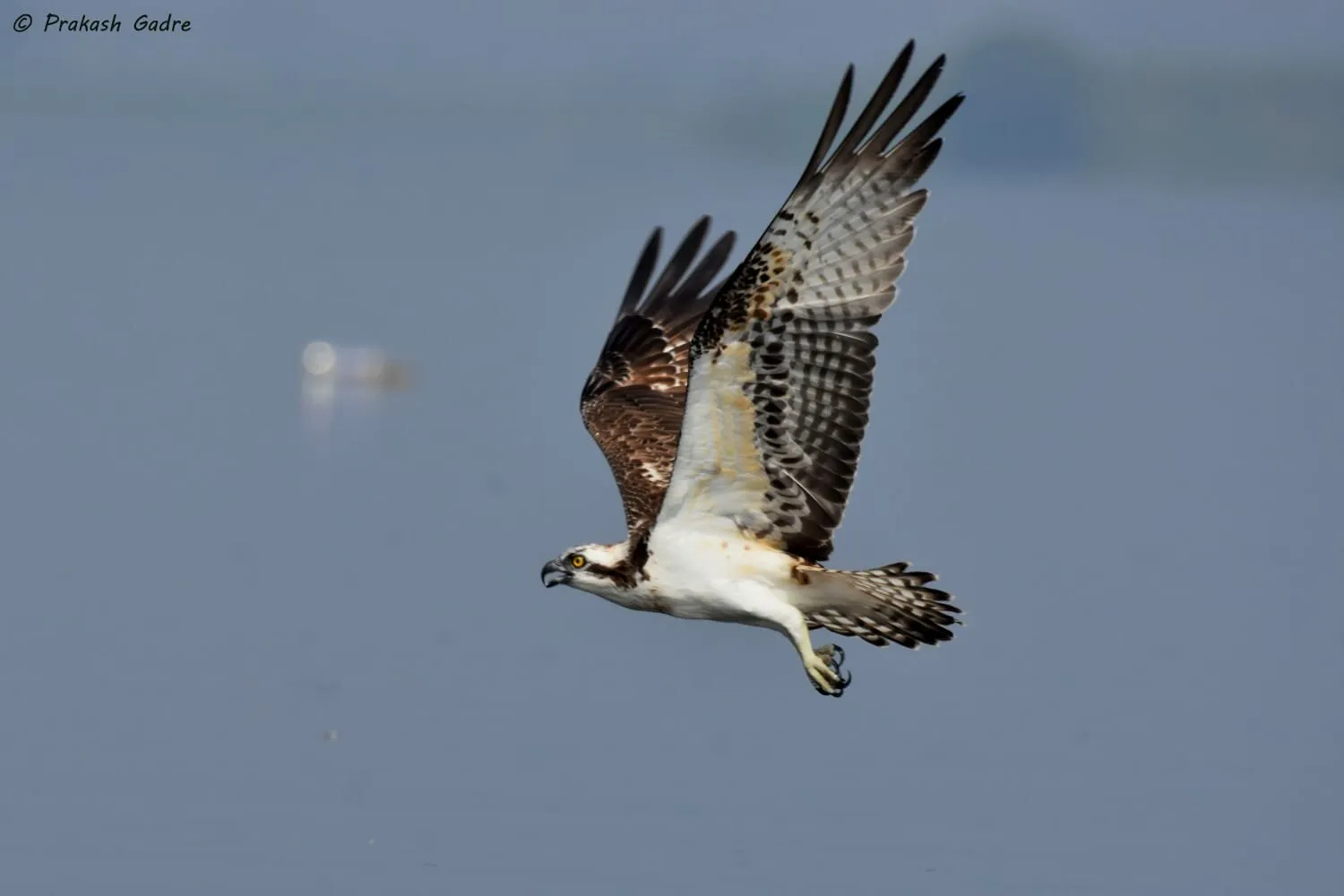 Flying High