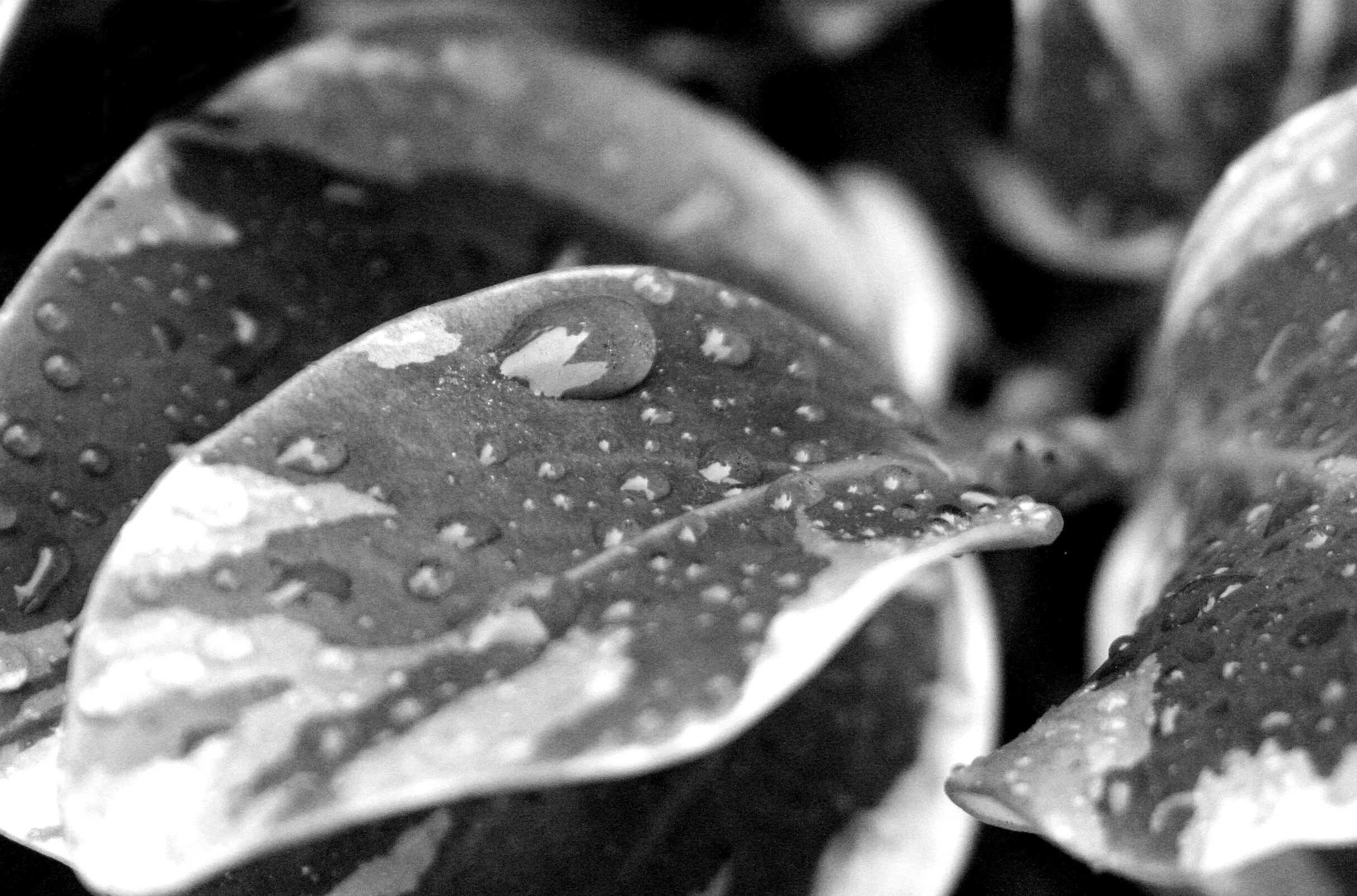 Rain Dappled Leaf