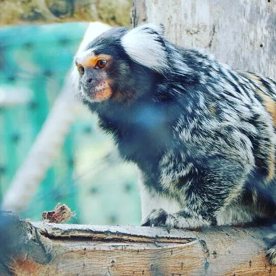 Close up at the zoo