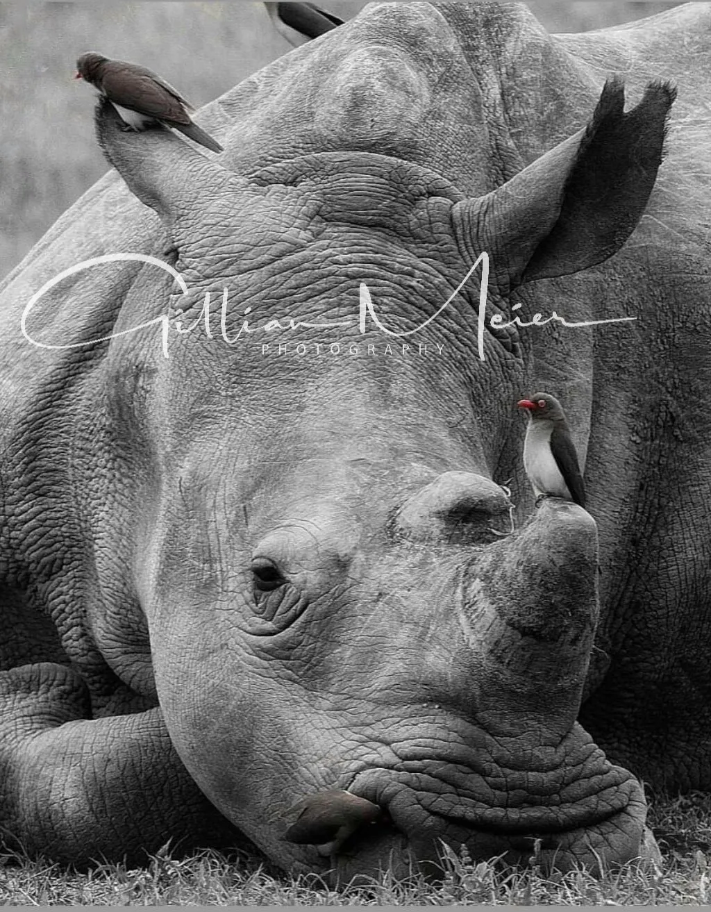 De-horned Rhino Black & White Spot Color