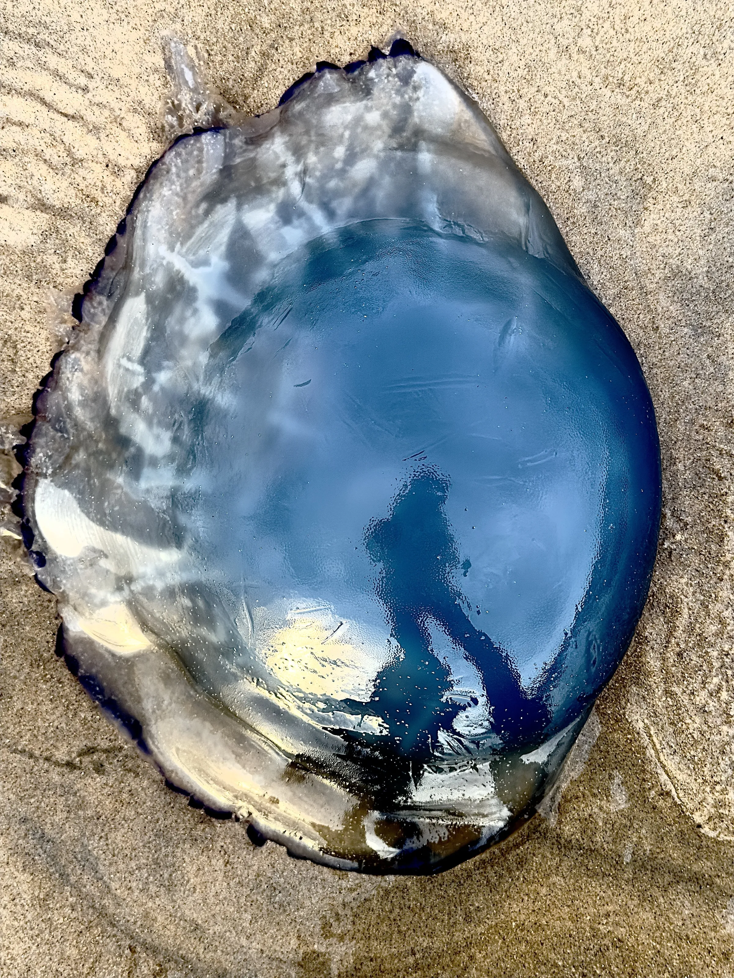 Sea Mushroom