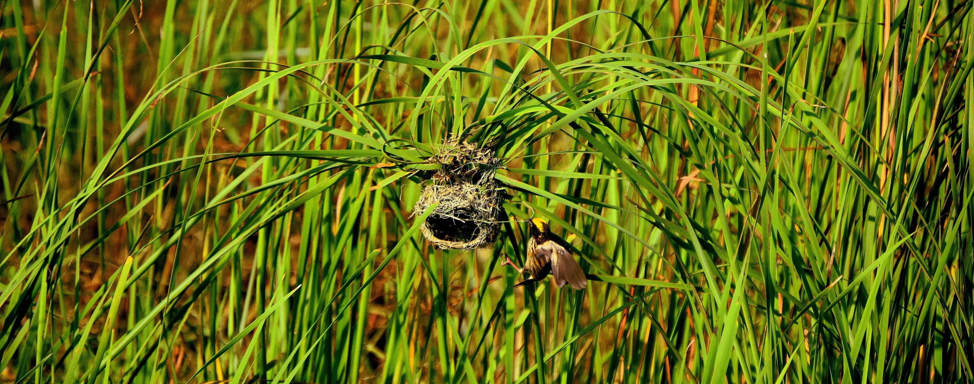Nest Building