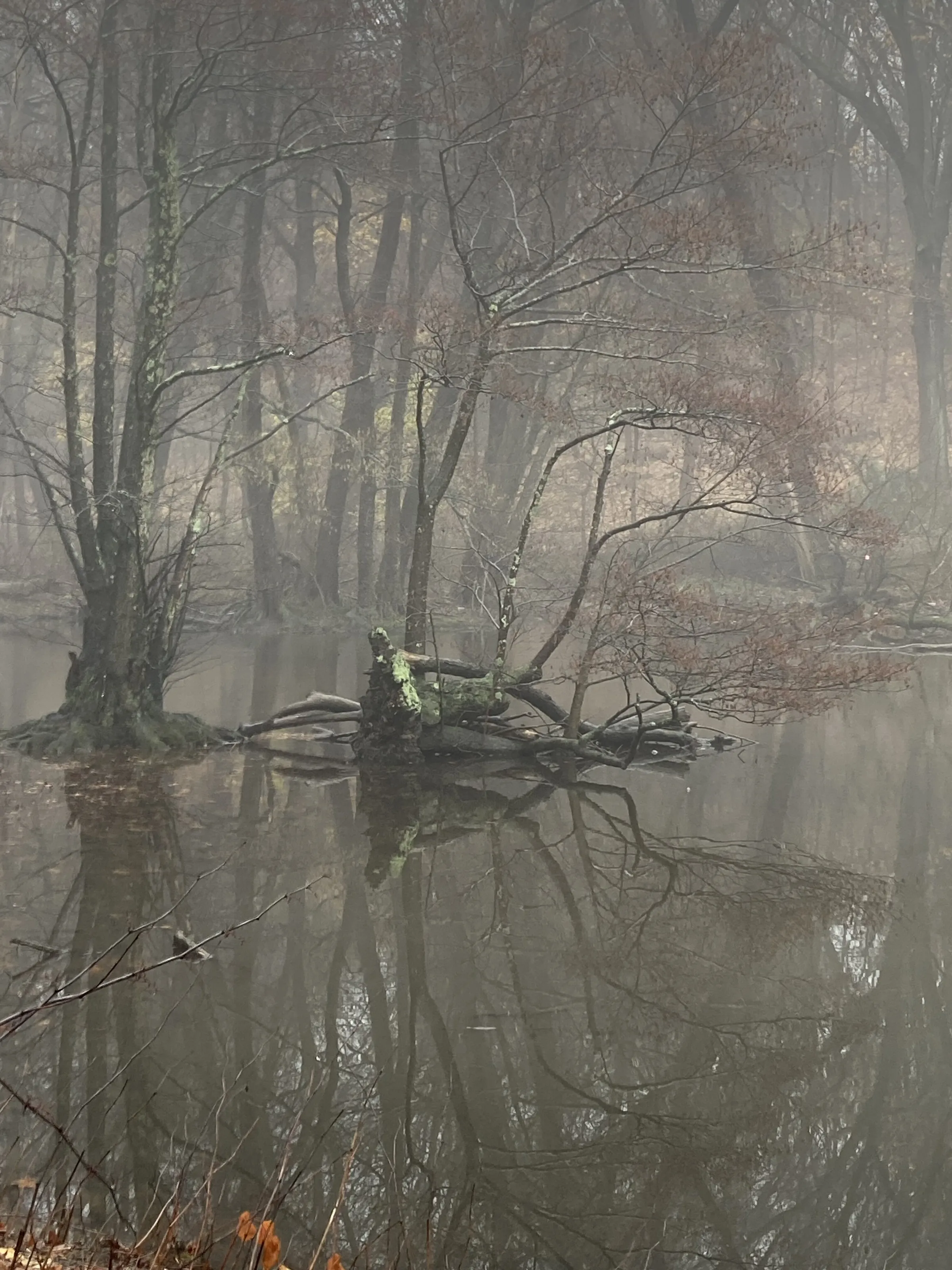 Dead Trees