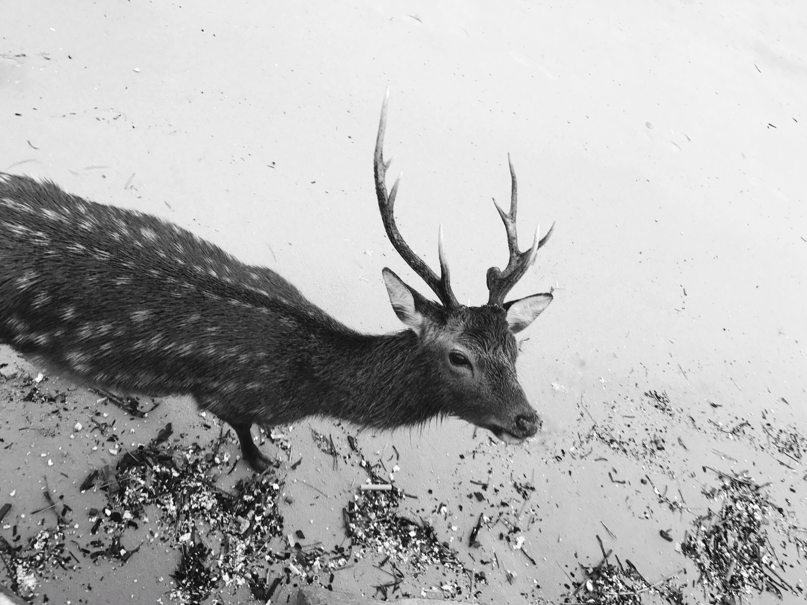 Deer on the Beach