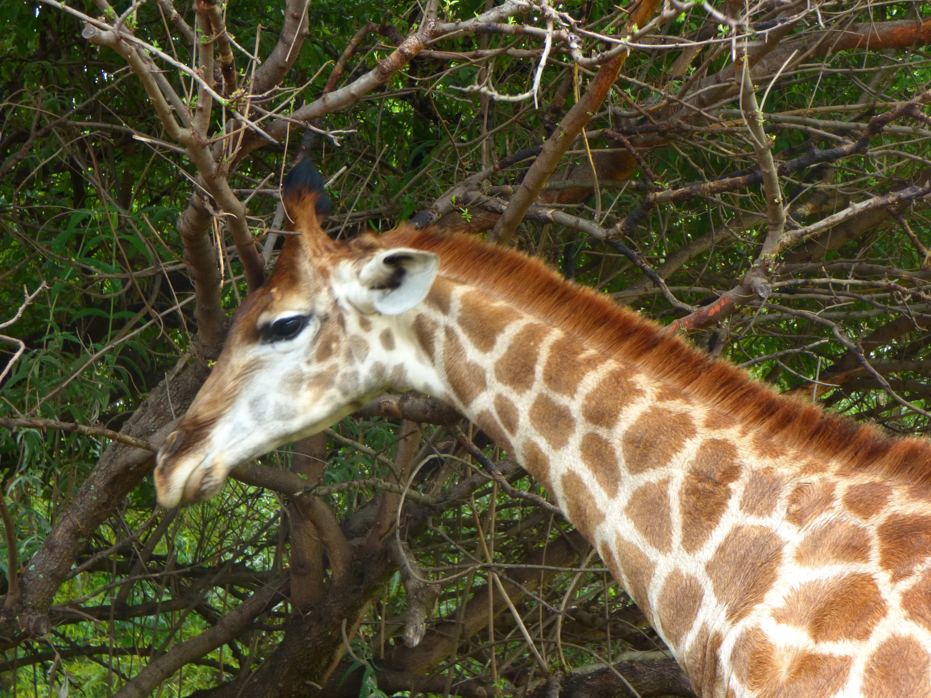 Giraffe