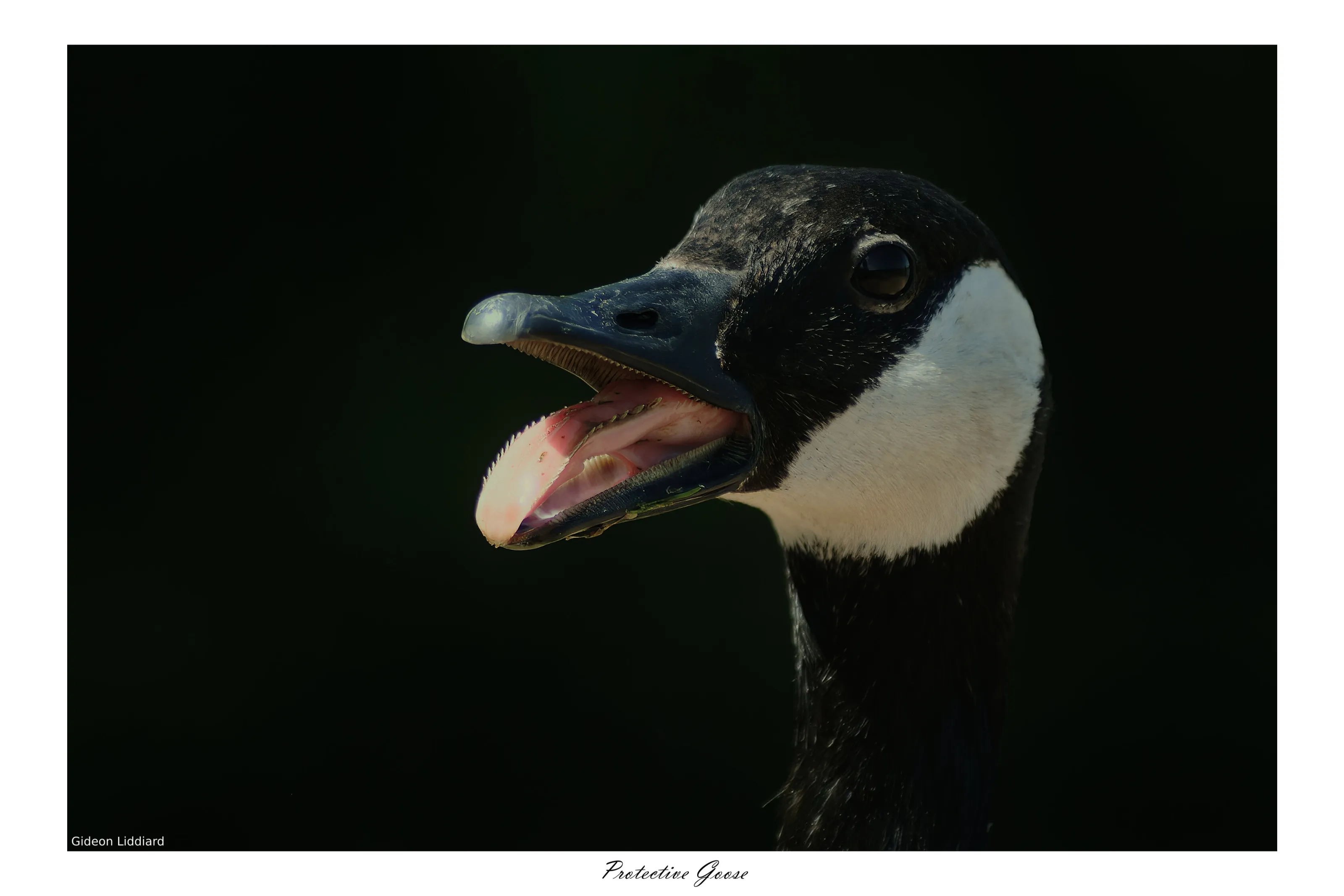 Protective Goose