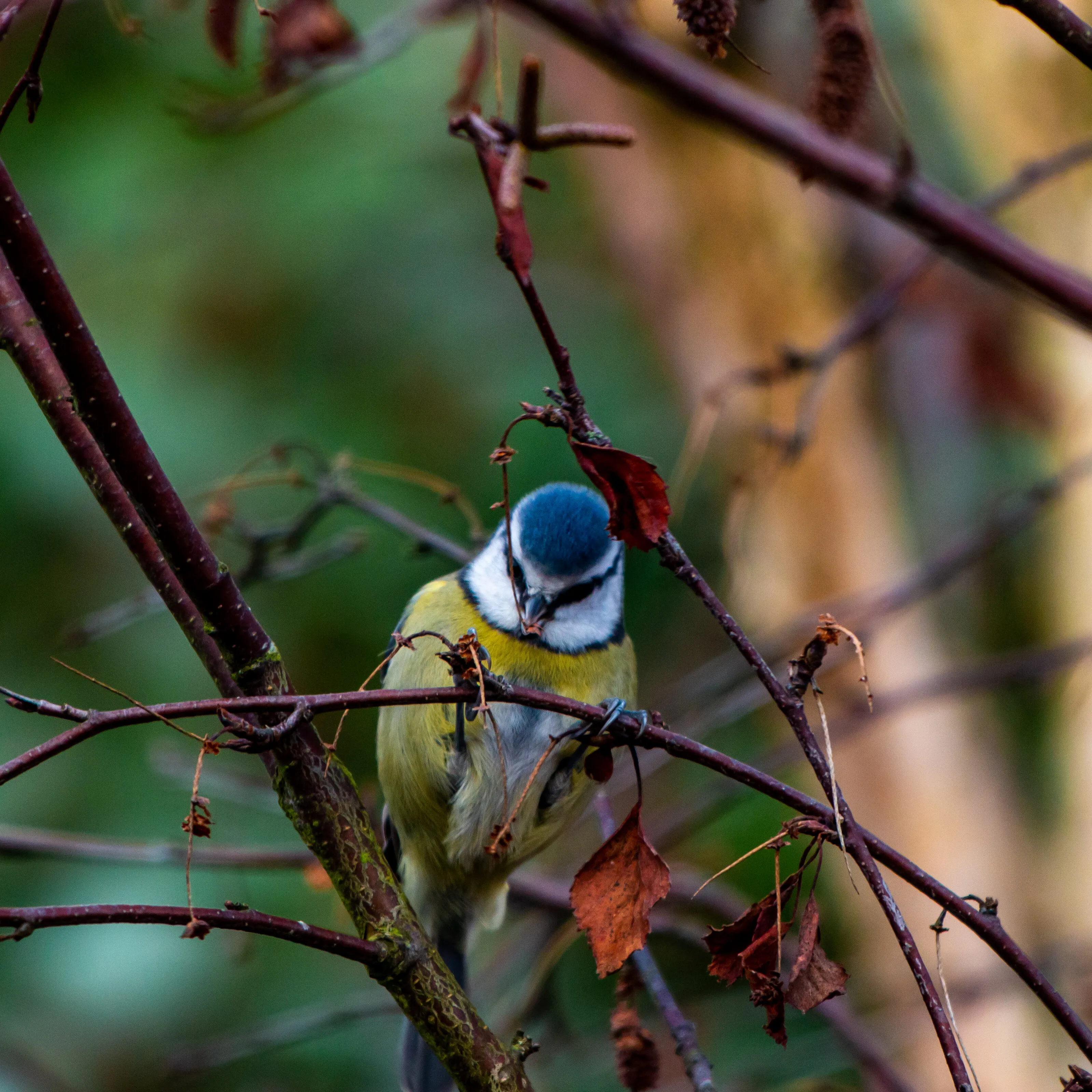 The Blue tit
