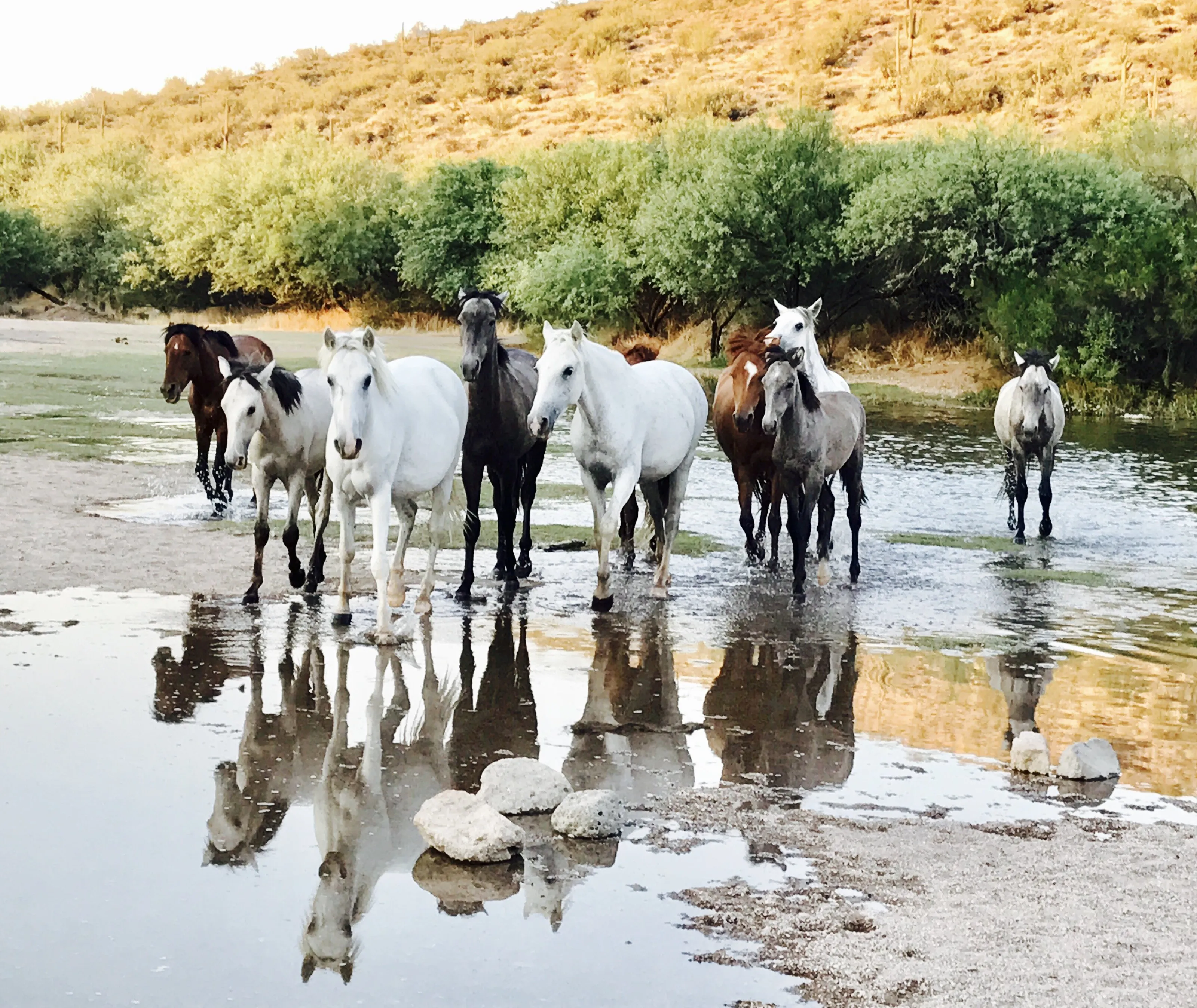 Wild horses