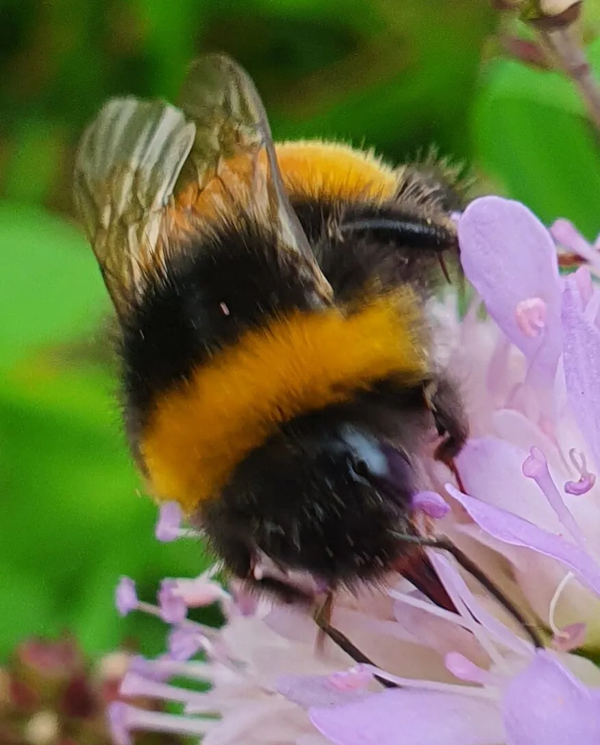 Bumble