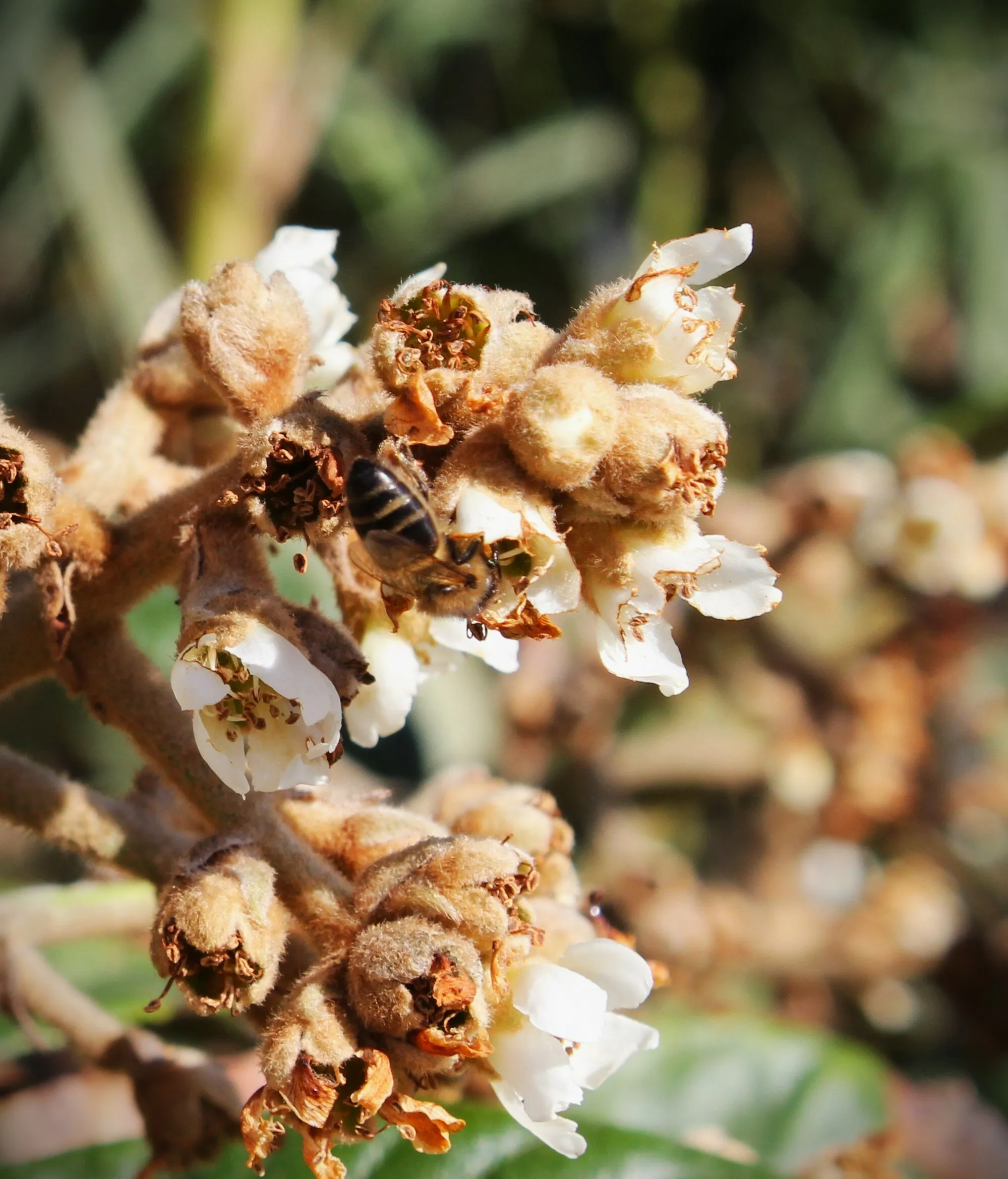 Busy bee
