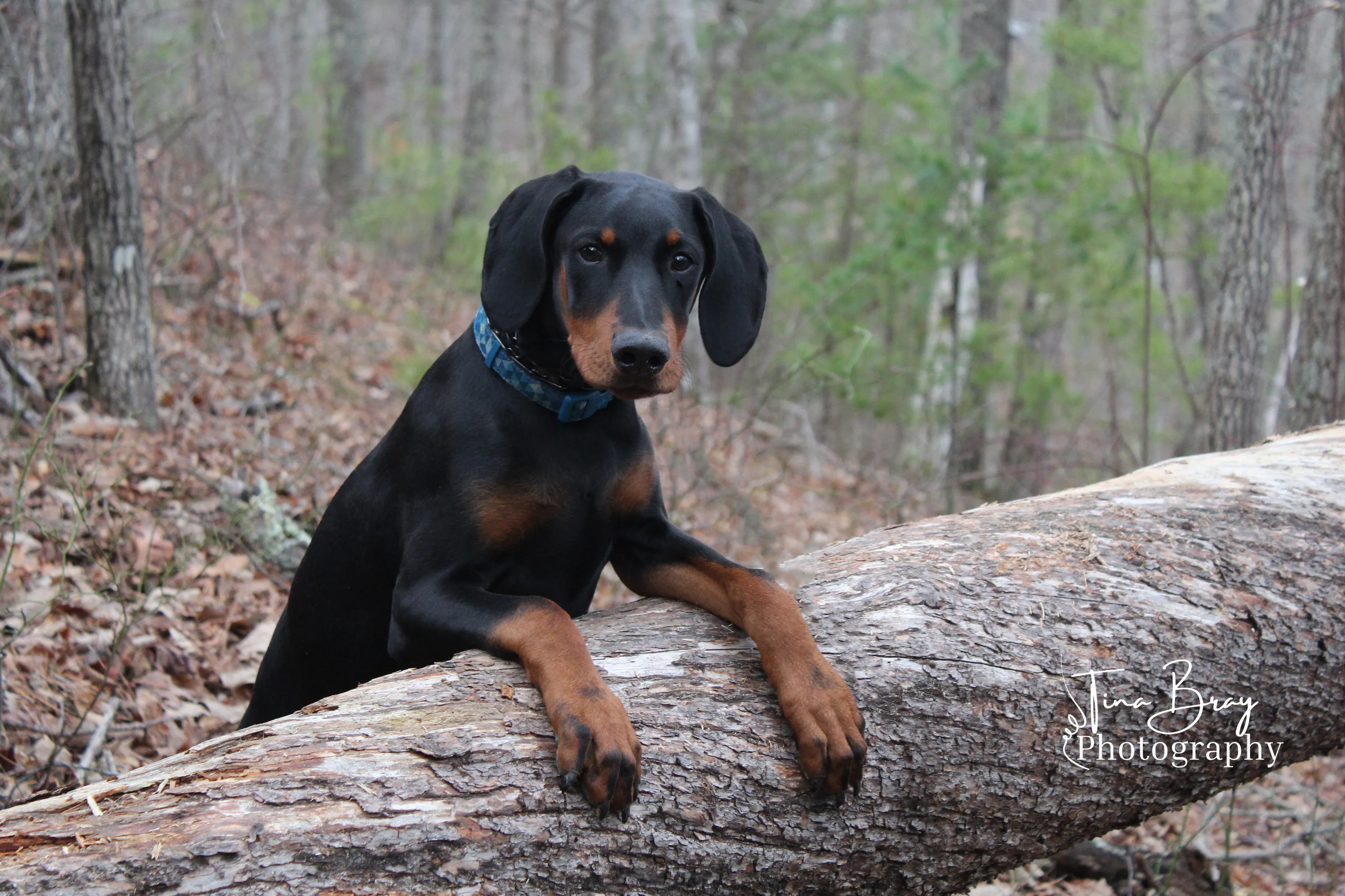Dobie in the Mountains