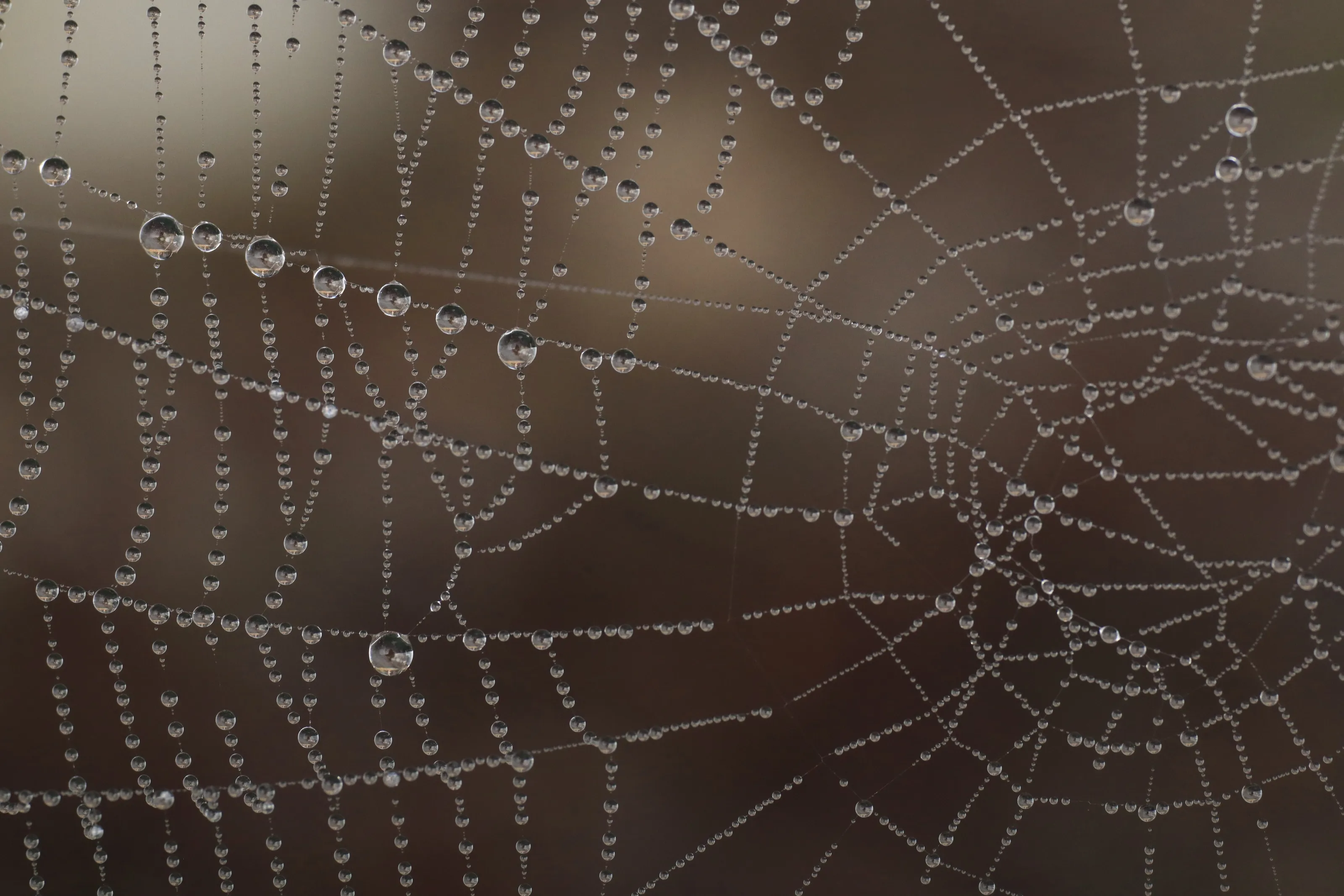 Dewdrops on spiderweb