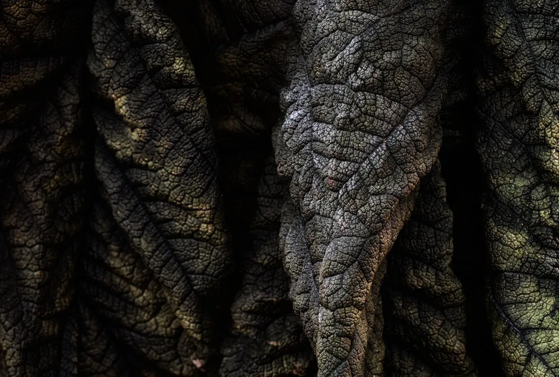 Dragon Skin
