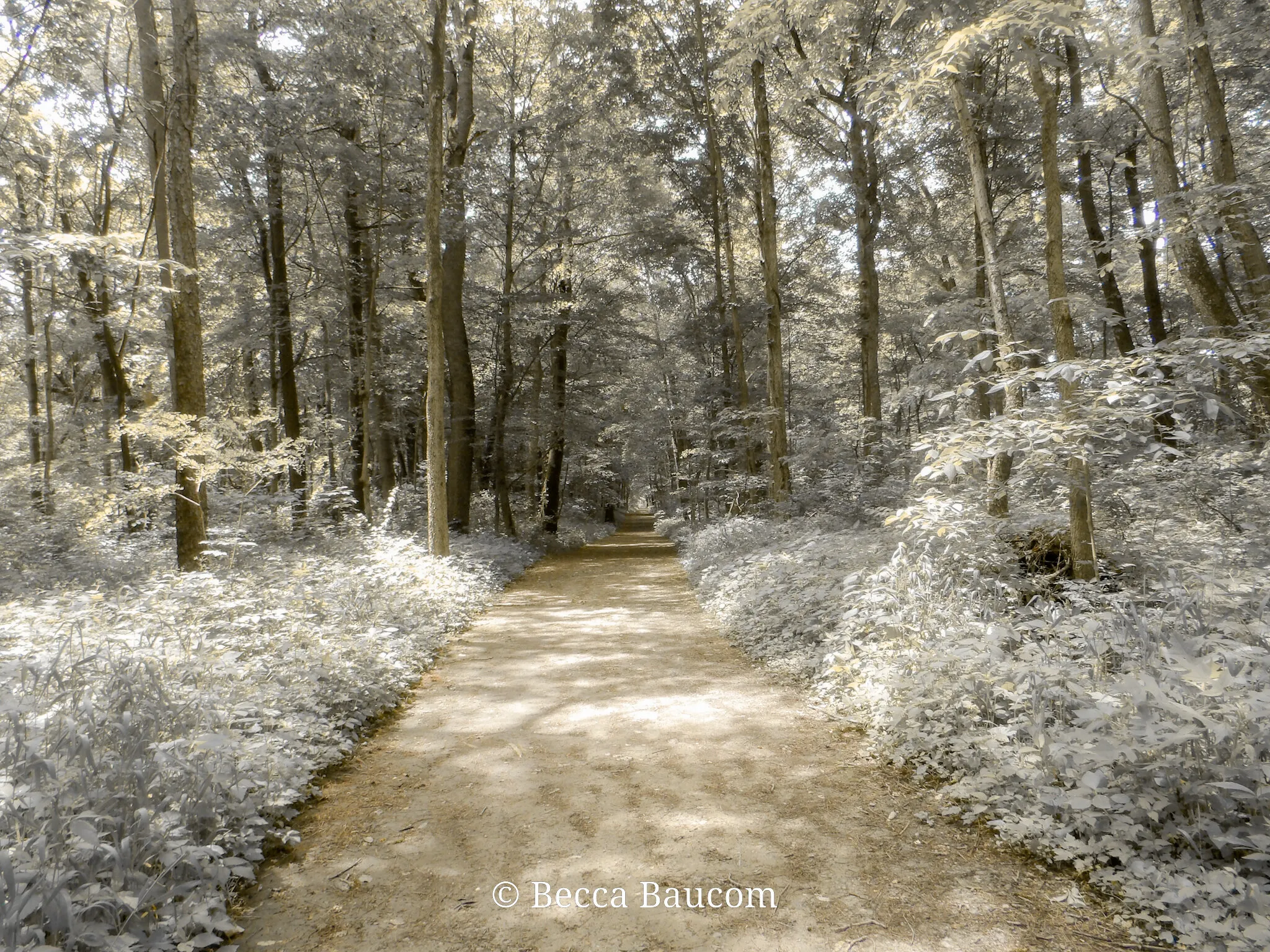 Winter Escape