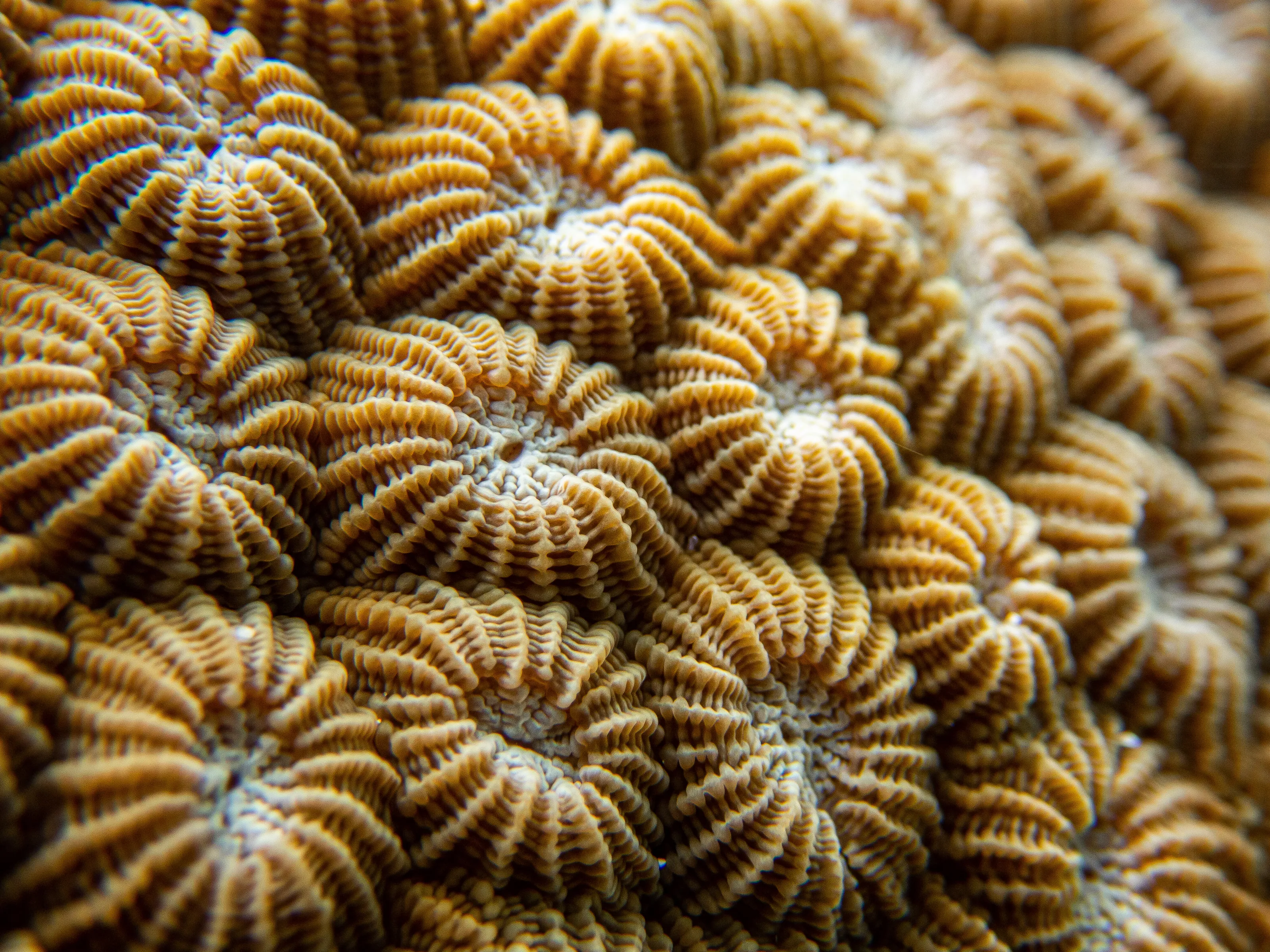 Coral Closeup - Kunfunadhoo Island, Maldives
