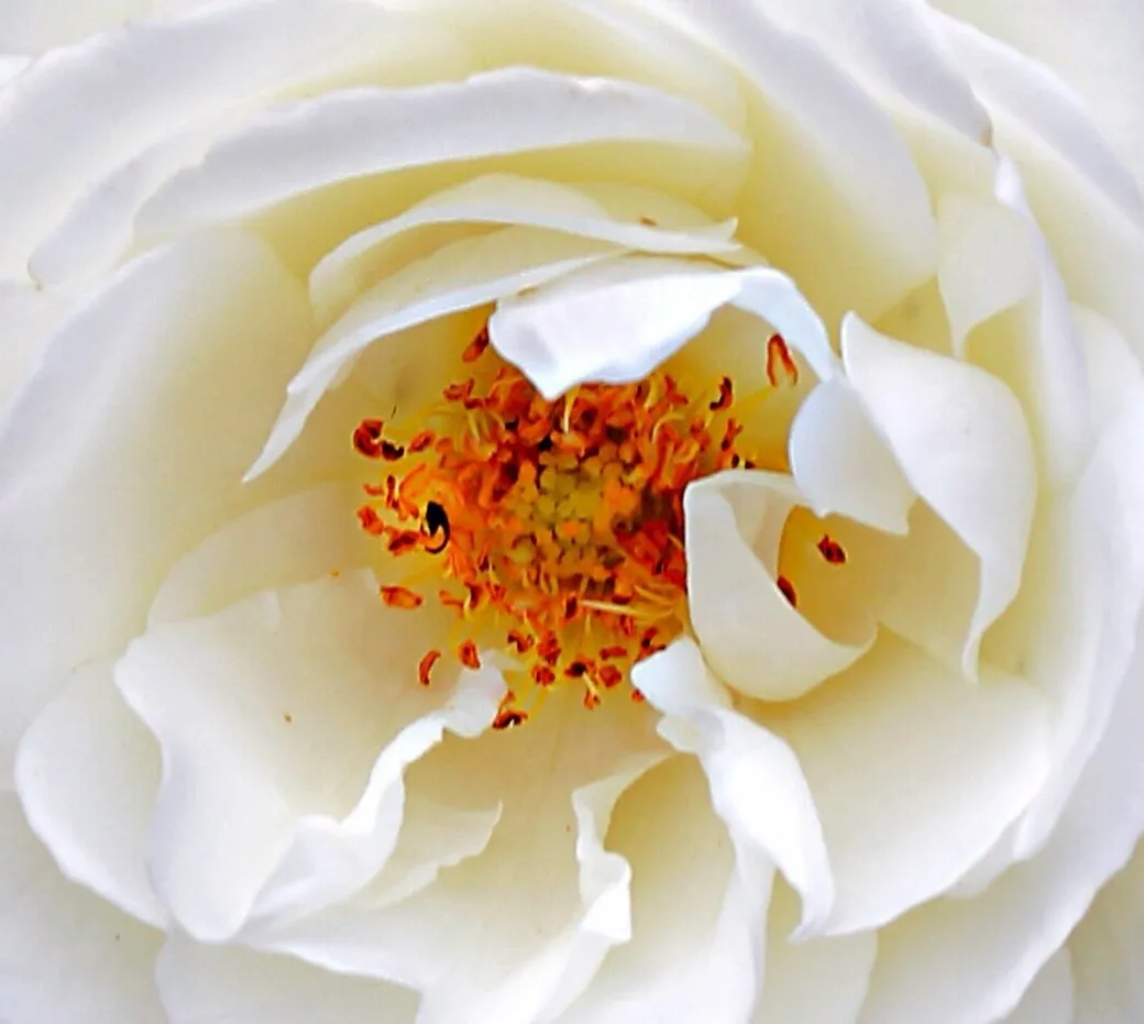Entry 20337242