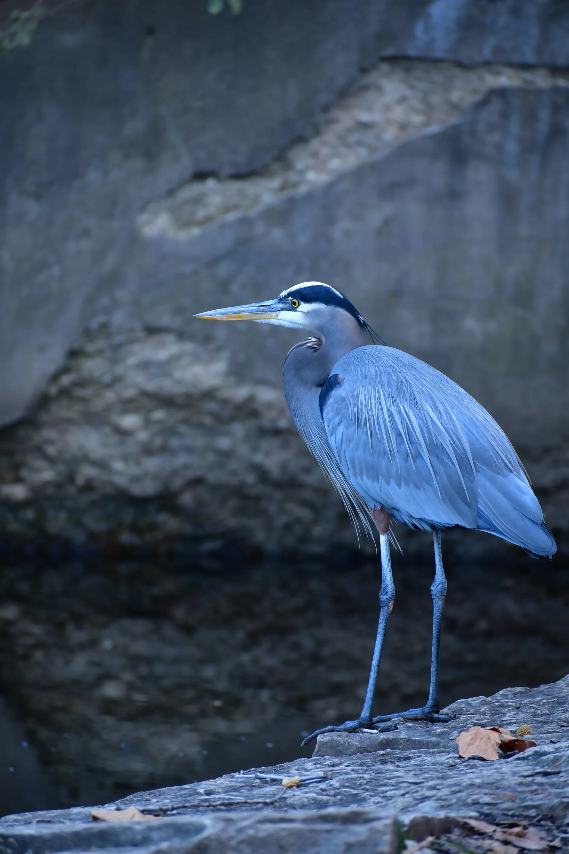 Great Blue Heron