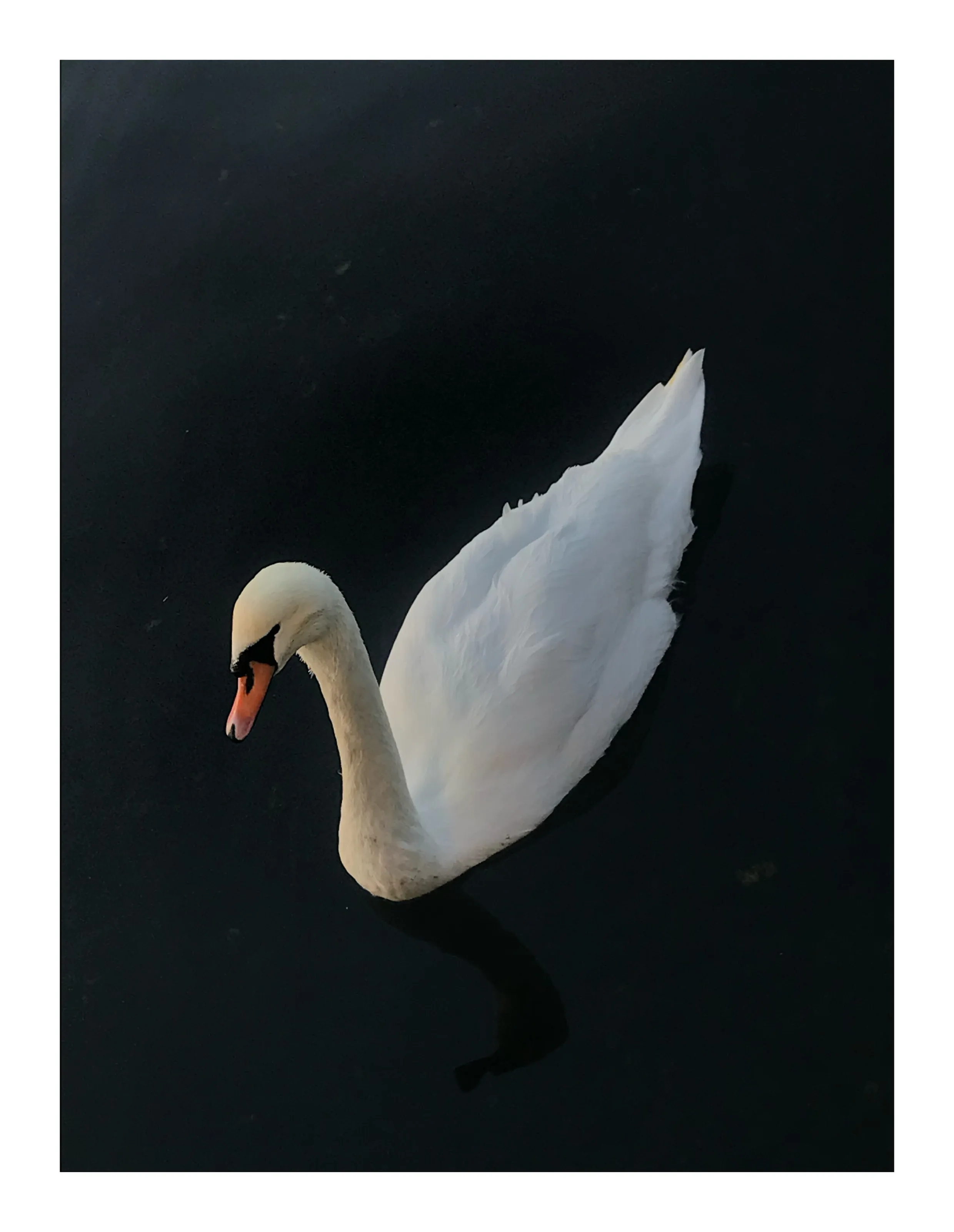 white swan