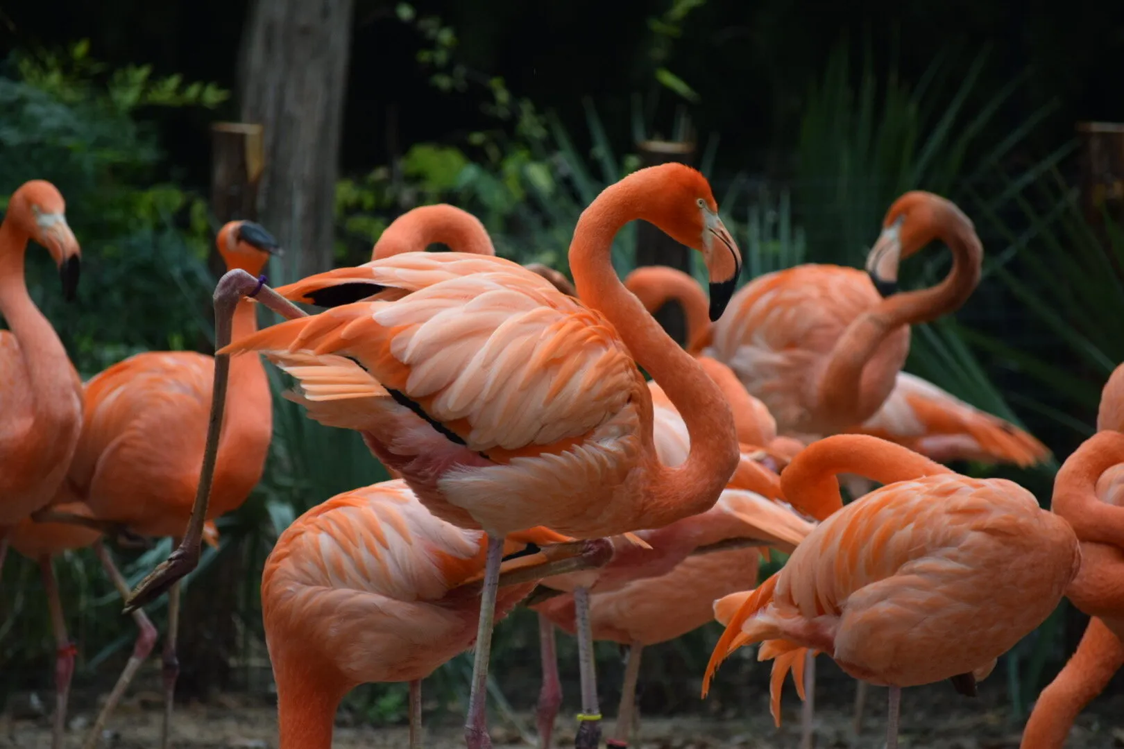 Flamingos stretching