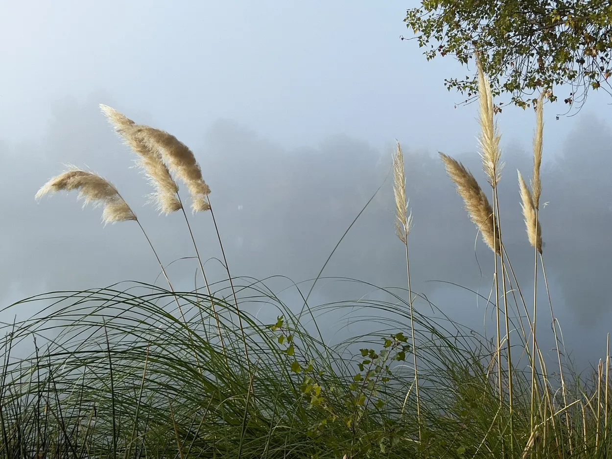 Entry 17127760