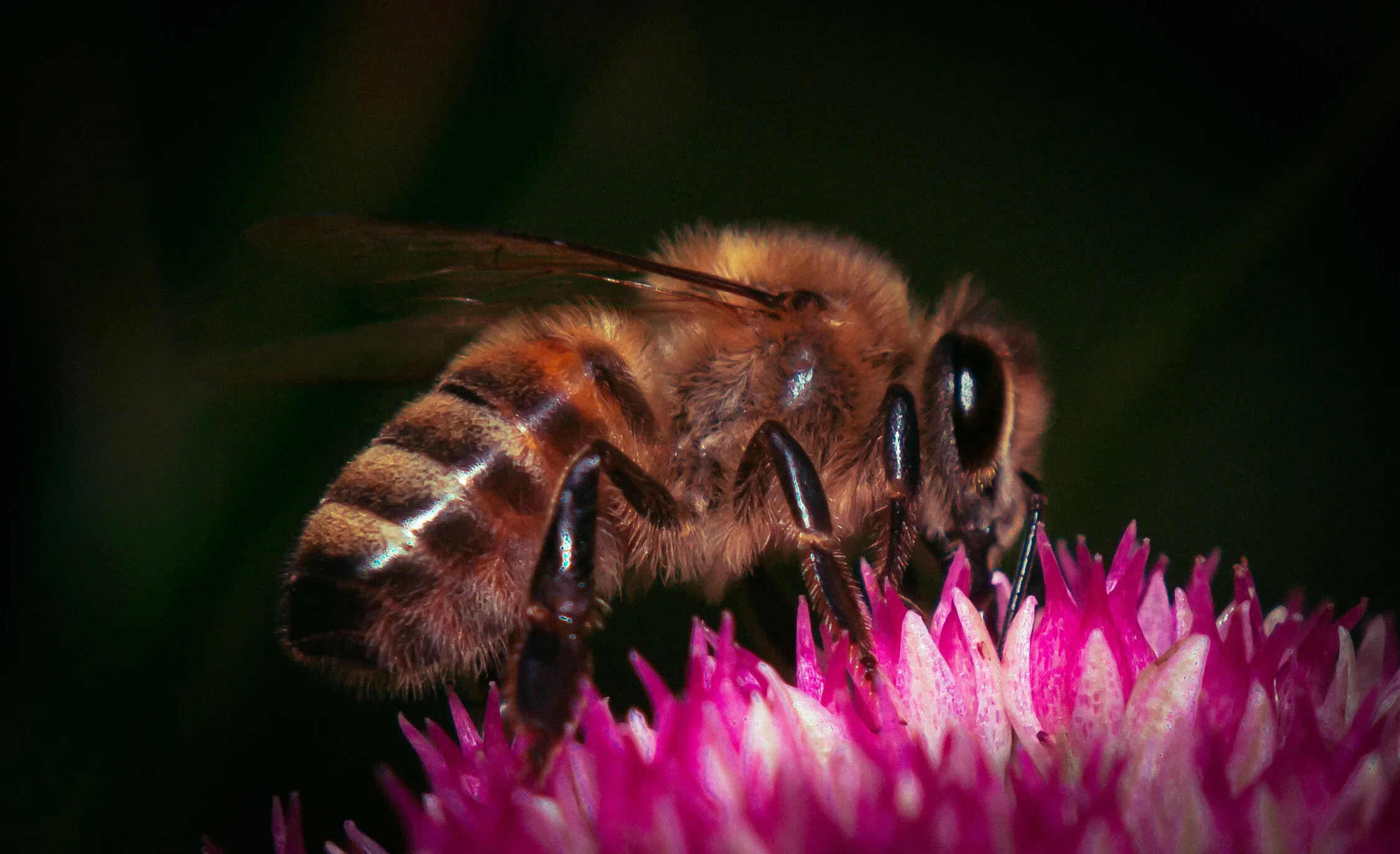 Bee on a purple flower