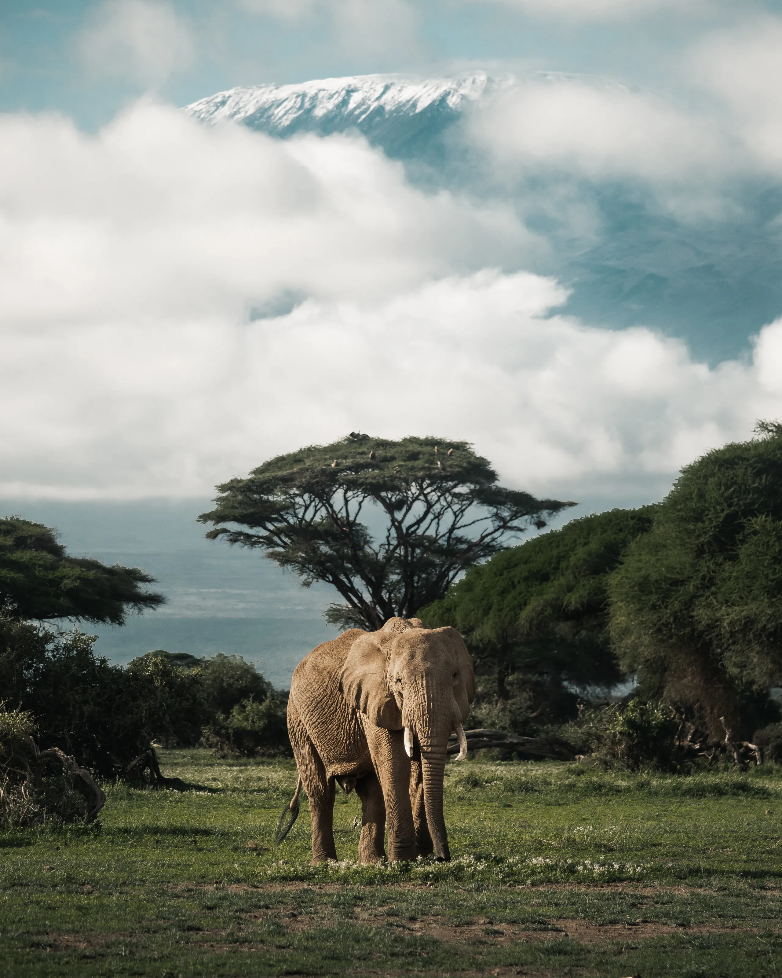 Giants of Amboseli
