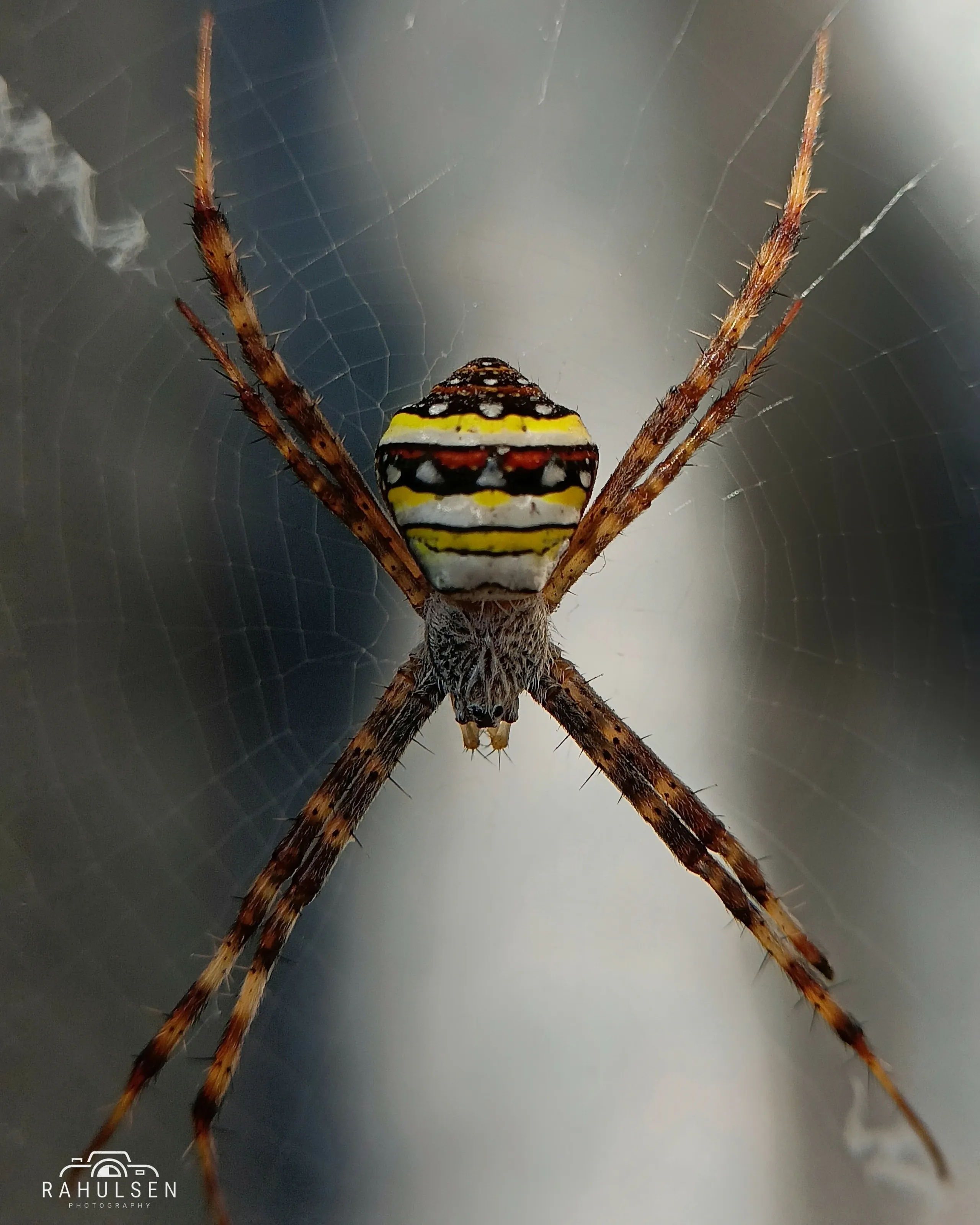 Orb Weaver Spider🕷️