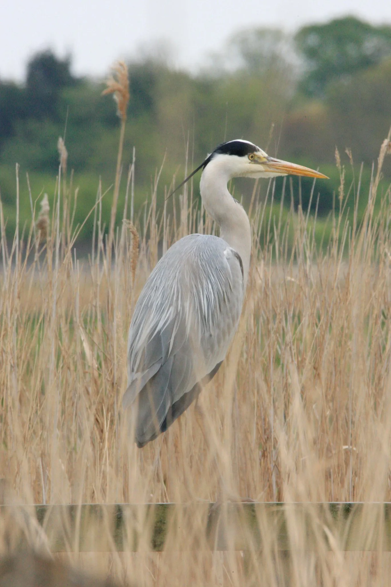 Perched Heron