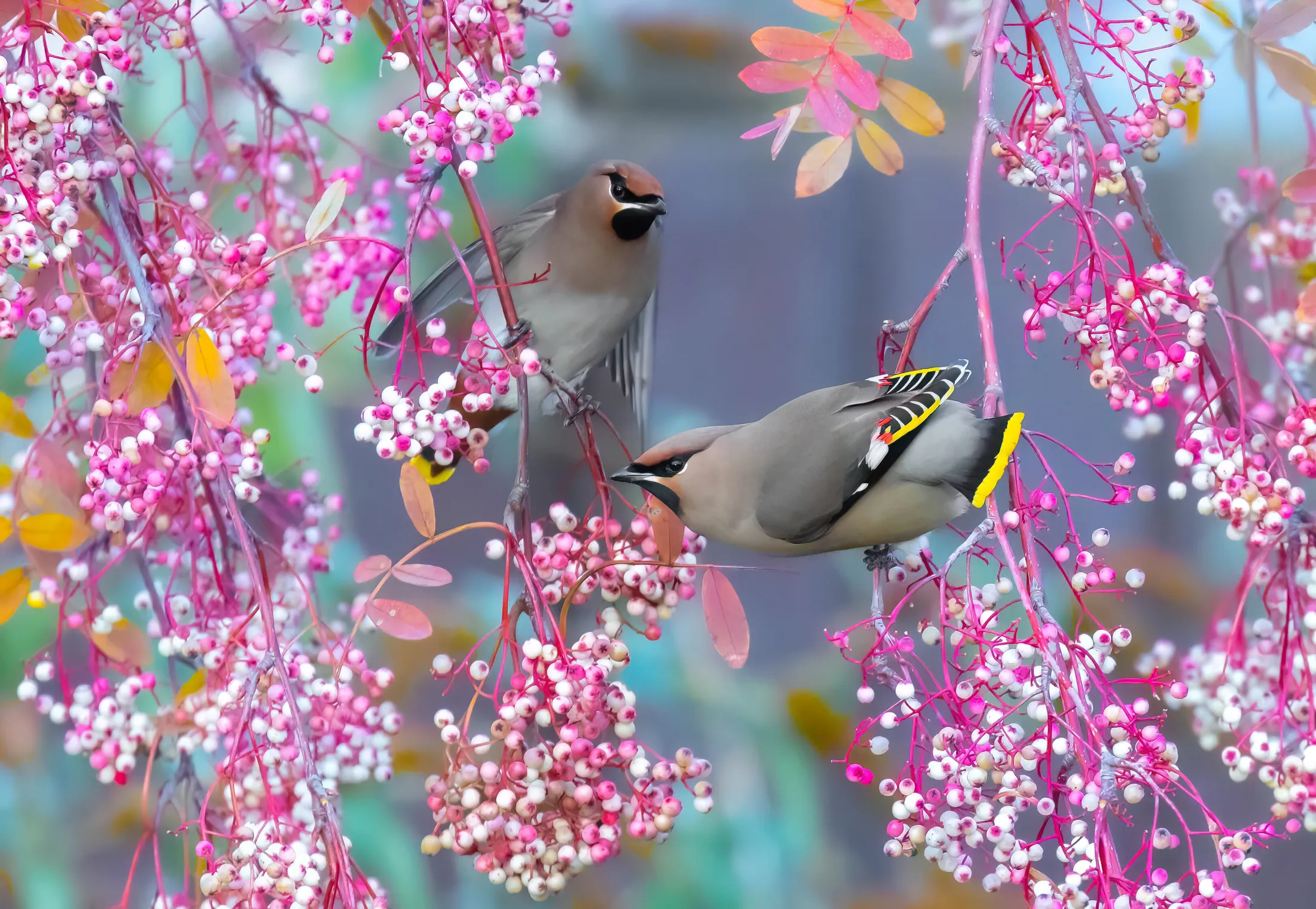 two waxwings