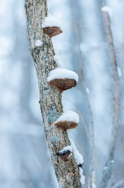 Snow covered mushrooms