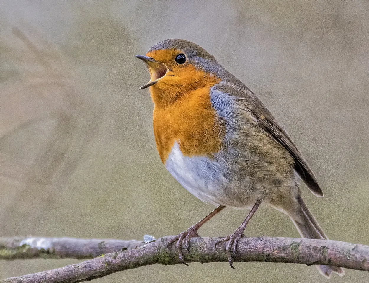 Entry 14982101